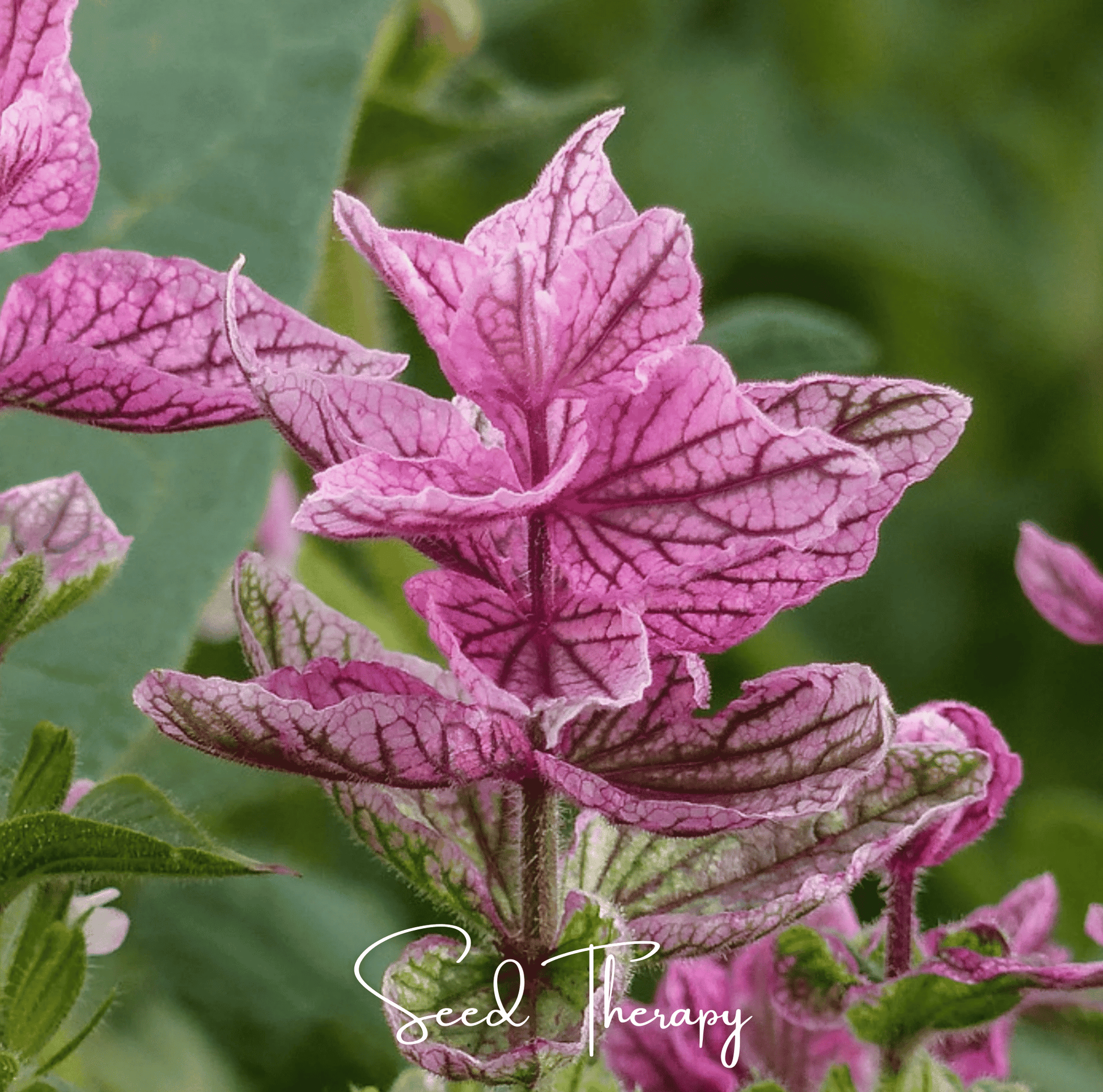 Pink Sundae Clary Sage Seeds – Bright Pink Bracts, Long-Lasting Cut Flowers, Heirloom Salvia viridis, Easy to Grow, Drought Tolerant