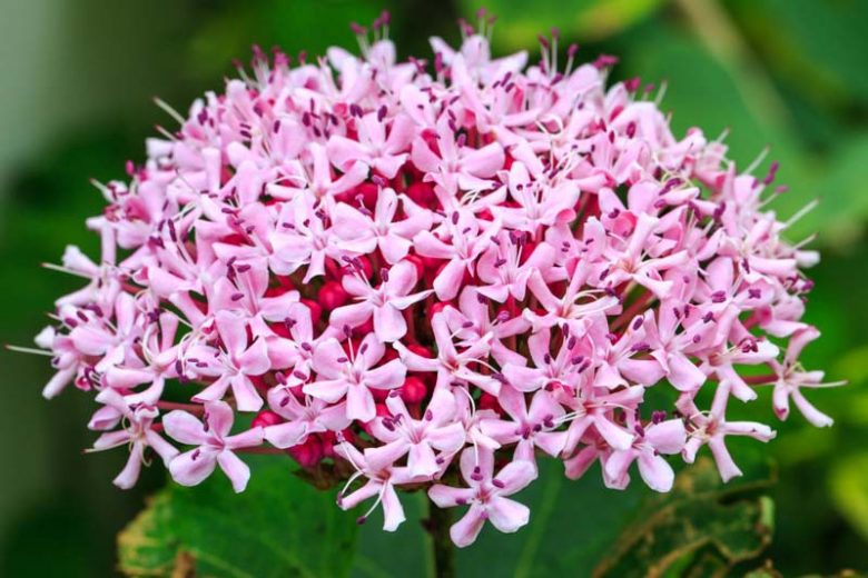 Rooted Pink Clerodendrum Cuttings – Live Tropical Flowering Shrubs for Garden Beds, Borders & Containers – Scientific Name: Clerodendrum bungei
