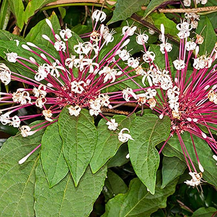 6 Starburst Plant Cuttings | Clerodendrum Quadriloculare Unrooted | Tropical Flowering Shrub with Pink-White Blooms