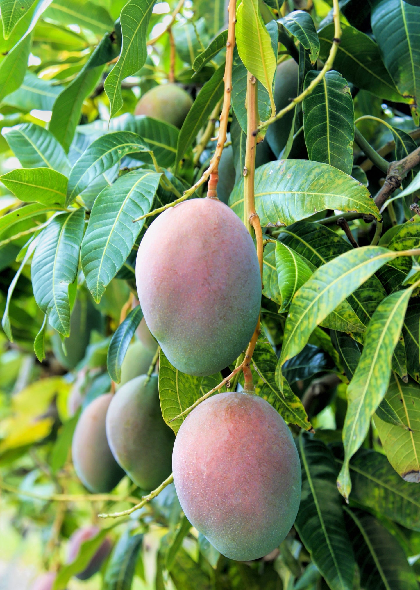 Mango Pickering Grafted Tree - Compact, Disease-Resistant, Edible Fruit, Anacardiaceae, Suitable for Containers