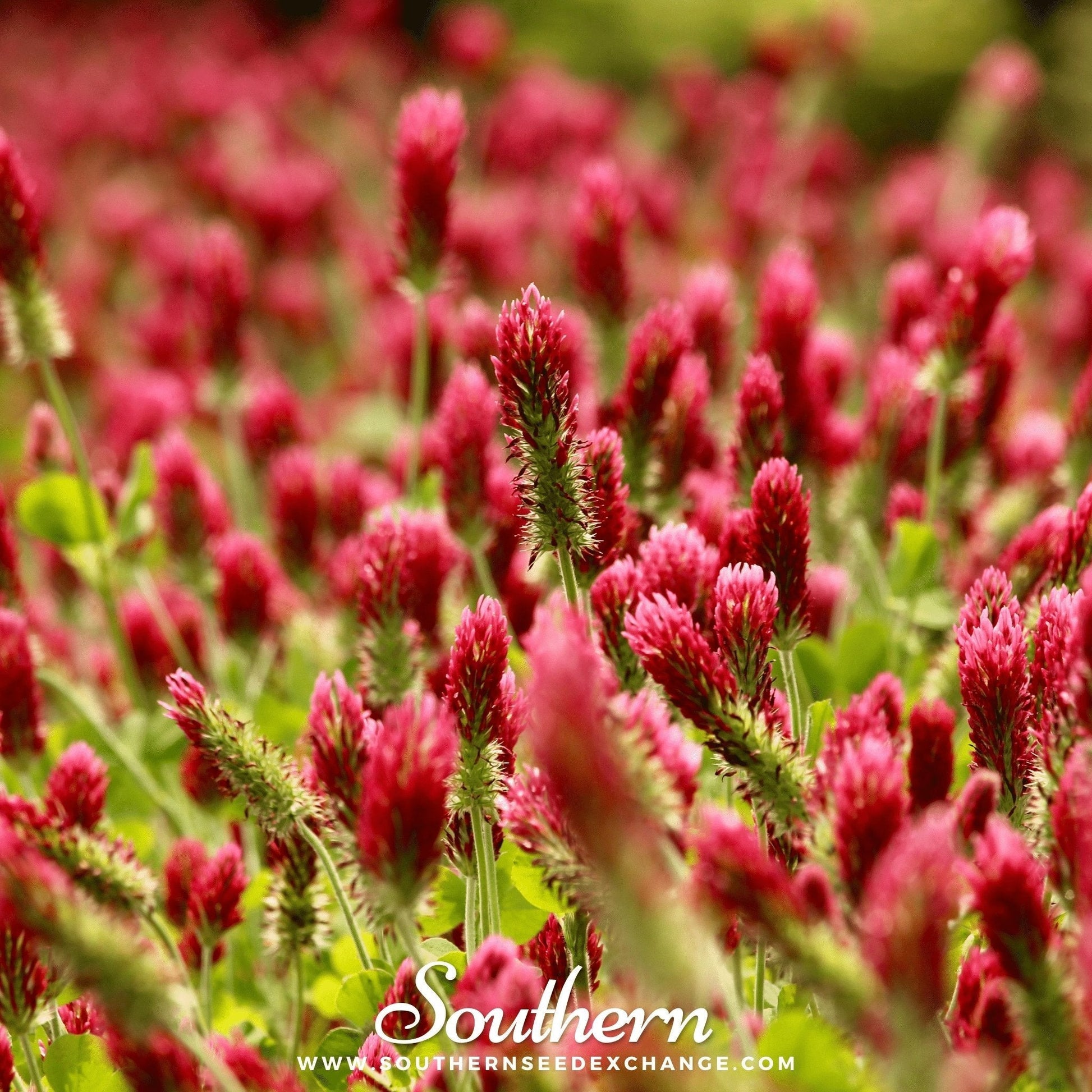 Crimson Clover Seeds 1,000 Heirloom Trifolium incarnatum Cover Crop Nitrogen Fixer Soil Enrichment