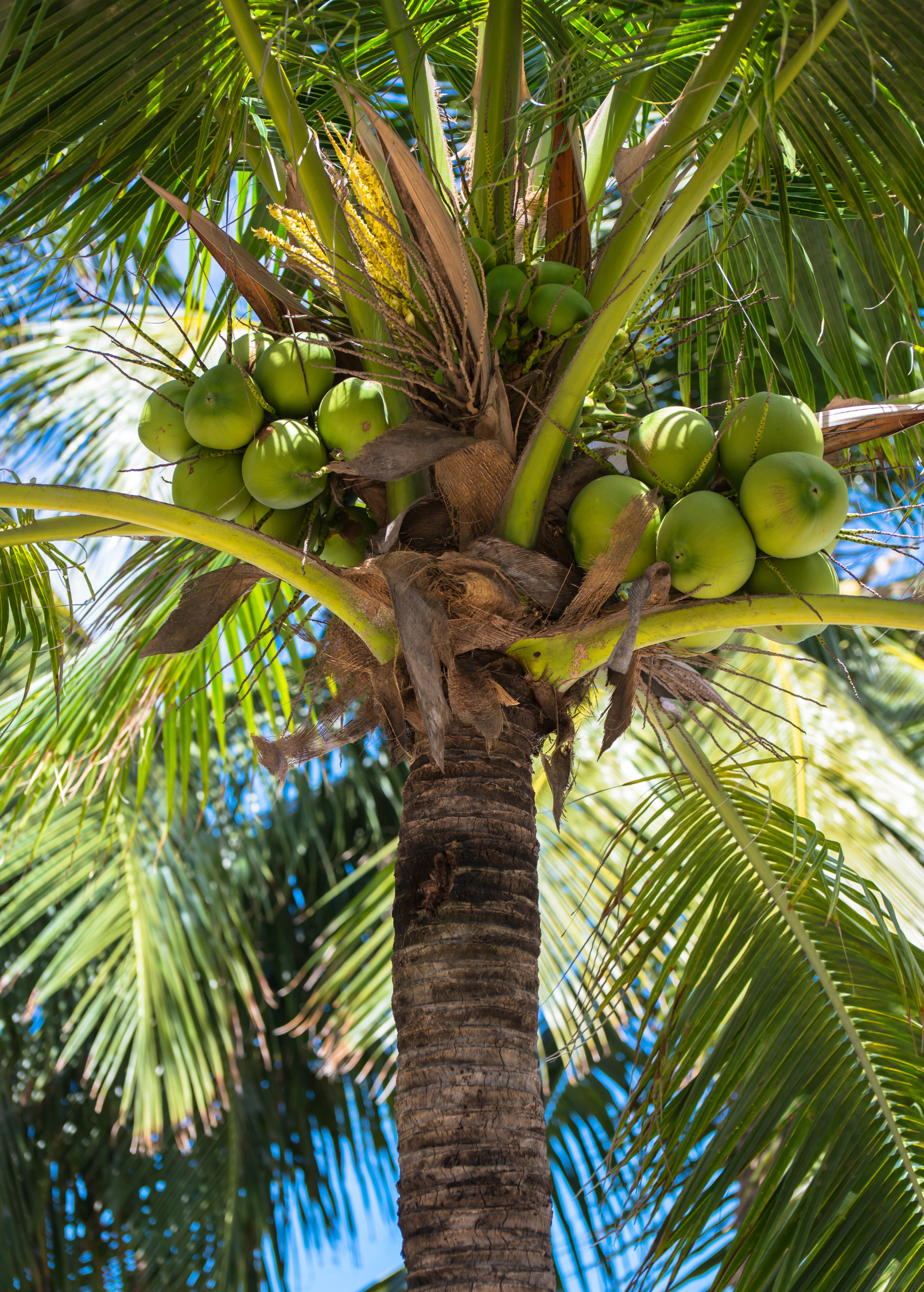 Coconut Palm Tree, Tropical Cocos Nucifera, Live Plant, Coastal Landscaping, Edible Coconut, Garden Tree
