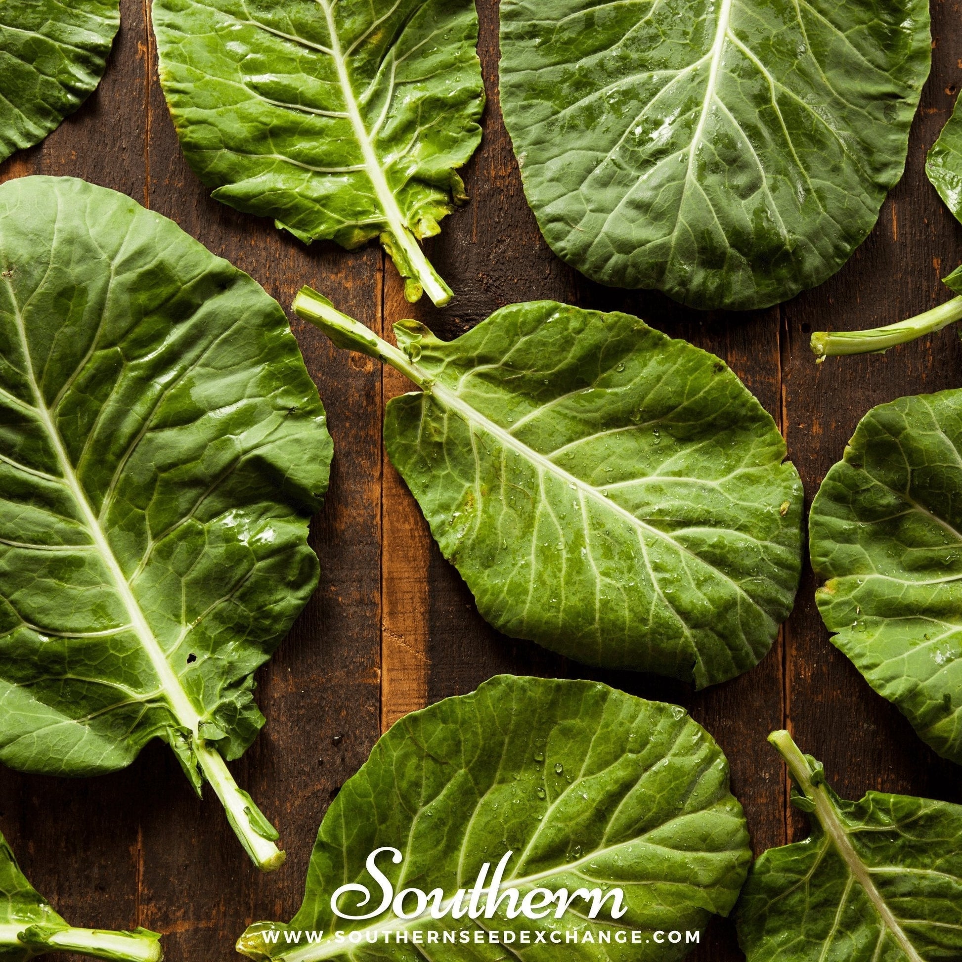 Champion Collard Green Seeds – Heirloom, Open Pollinated, 100 Seeds, Brassica oleracea, Hardy, High Yield, Cold & Heat Tolerant