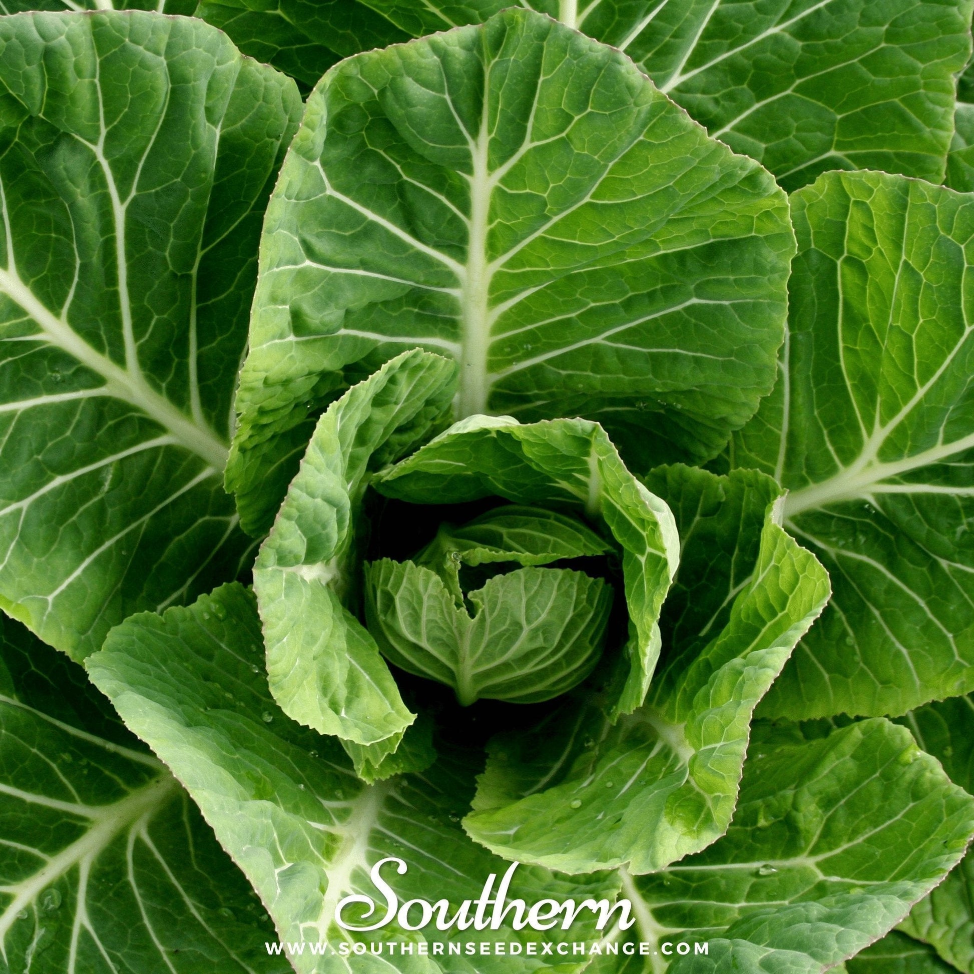 Vates Collard Seeds – 200 Non-GMO, Heirloom, Open Pollinated, Frost & Disease Resistant, Dark Green Leaves, USDA Zone 3-12