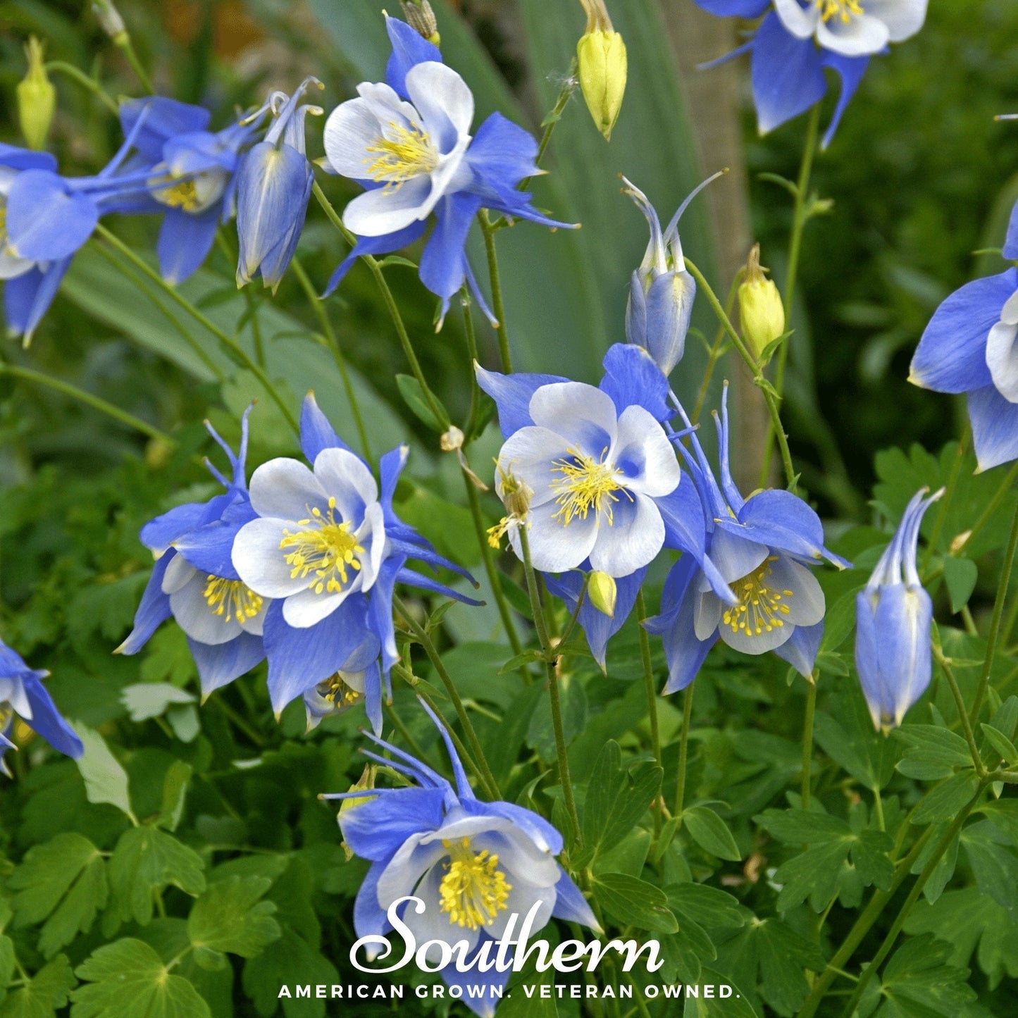 Colorado Blue Columbine Seeds – Native Wildflower, Heirloom, Non-GMO, American Grown, Perennial, Zone 3-8