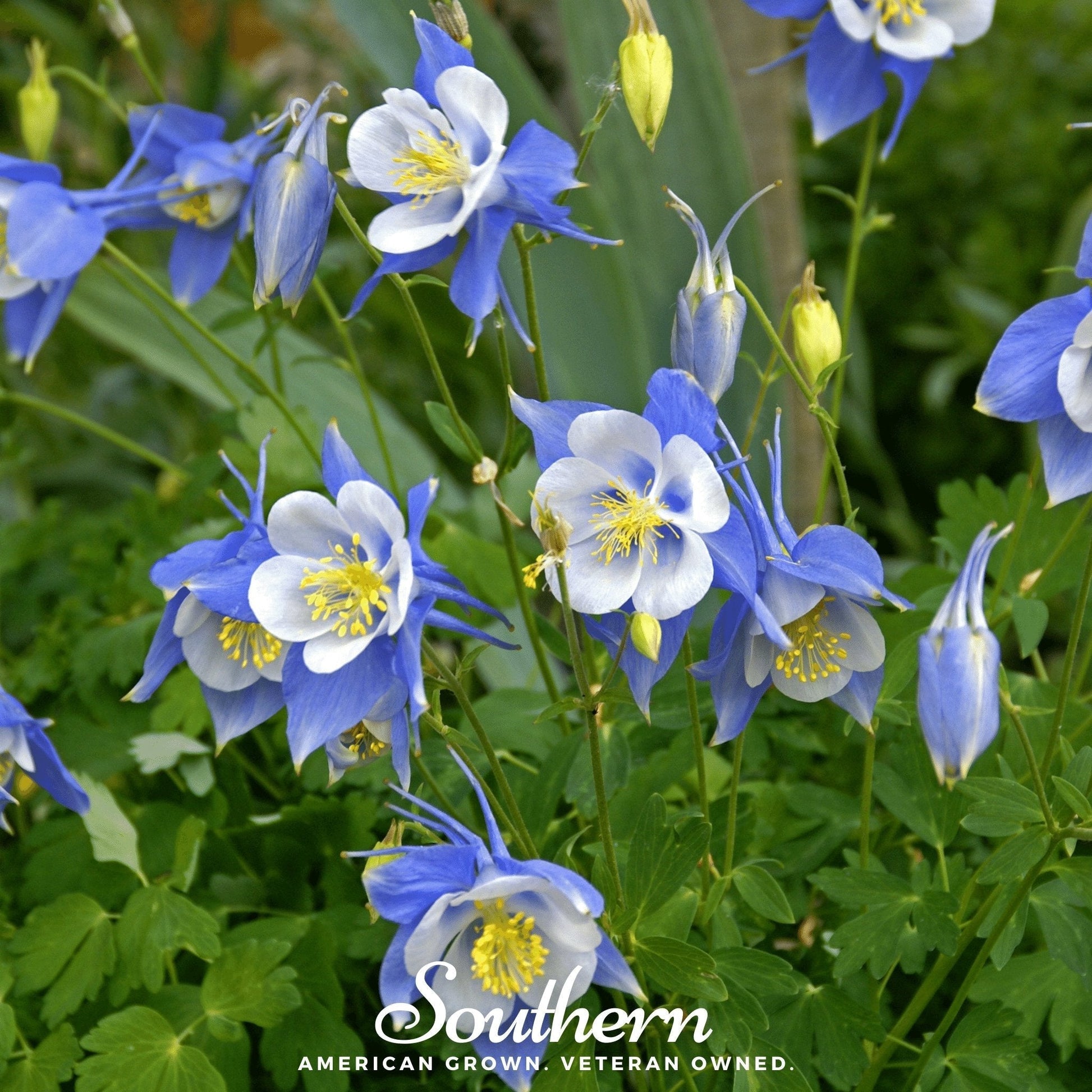Colorado Blue Columbine Seeds – Native Wildflower, Heirloom, Non-GMO, American Grown, Perennial, Zone 3-8