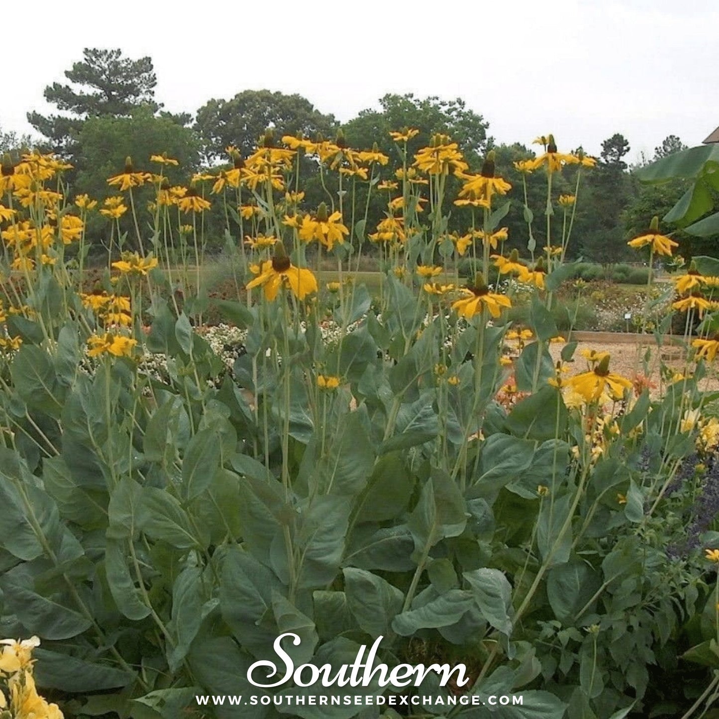 Great Coneflower Seeds – Rudbeckia maxima Perennial Wildflower, Yellow Daisy, Heirloom, Non-GMO, US Native, Pollinator-Friendly