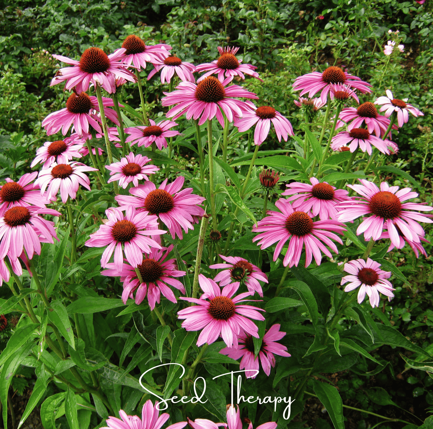 Purple Coneflower Seeds | Echinacea purpurea Native Perennial for Pollinators & Wildflower Gardens
