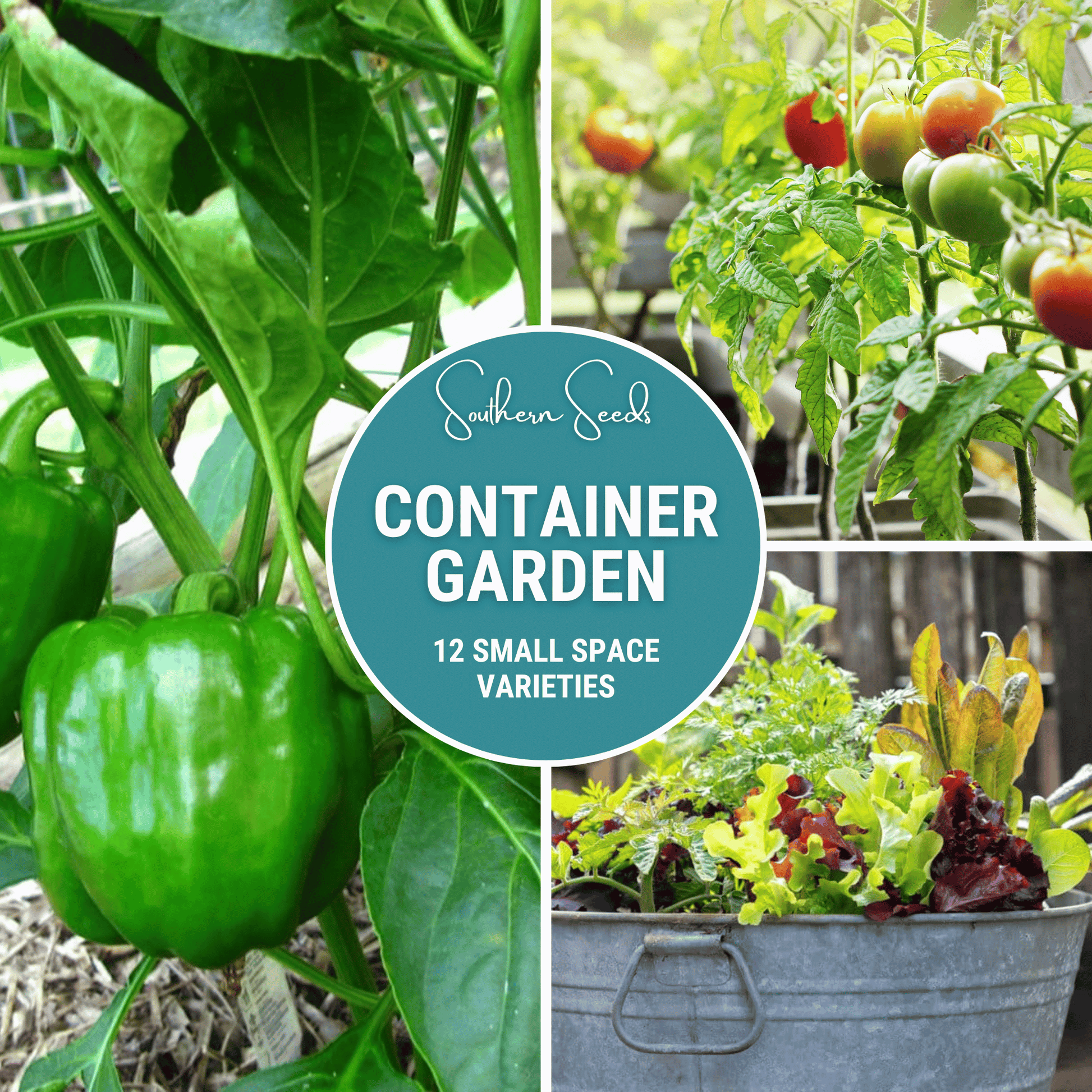 Container Garden Seed Collection – 12 Varieties, Culinary Herbs & Vegetables, Basil, Tomato, Lettuce, Cucumber, Peas, Spinach, Radish, Oregano, Thyme, Onion, Beans