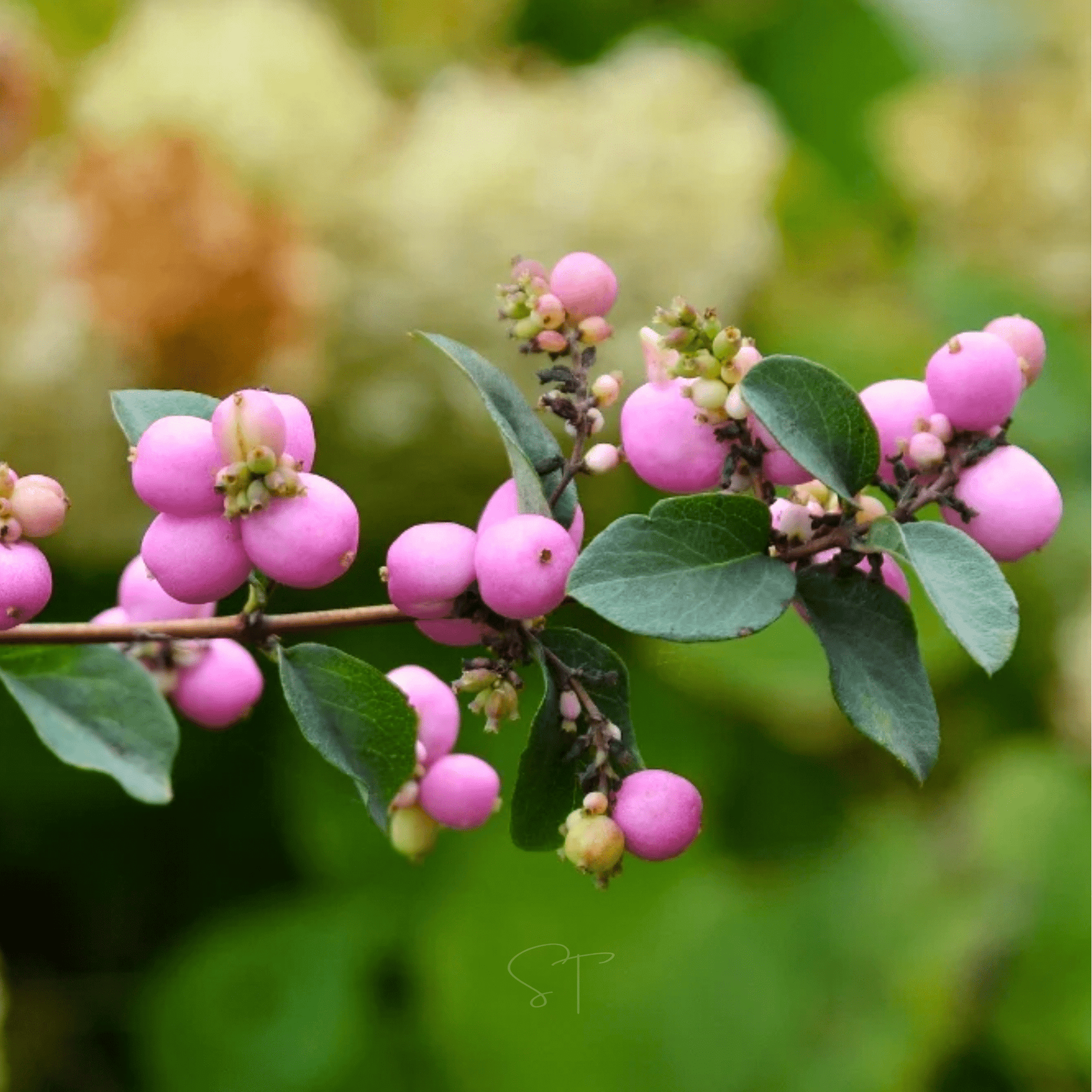 Coralberry Seeds - 30 Native Shrub Seeds with Purplish-Red Berries, Perennial, Symphoricarpos orbiculatus