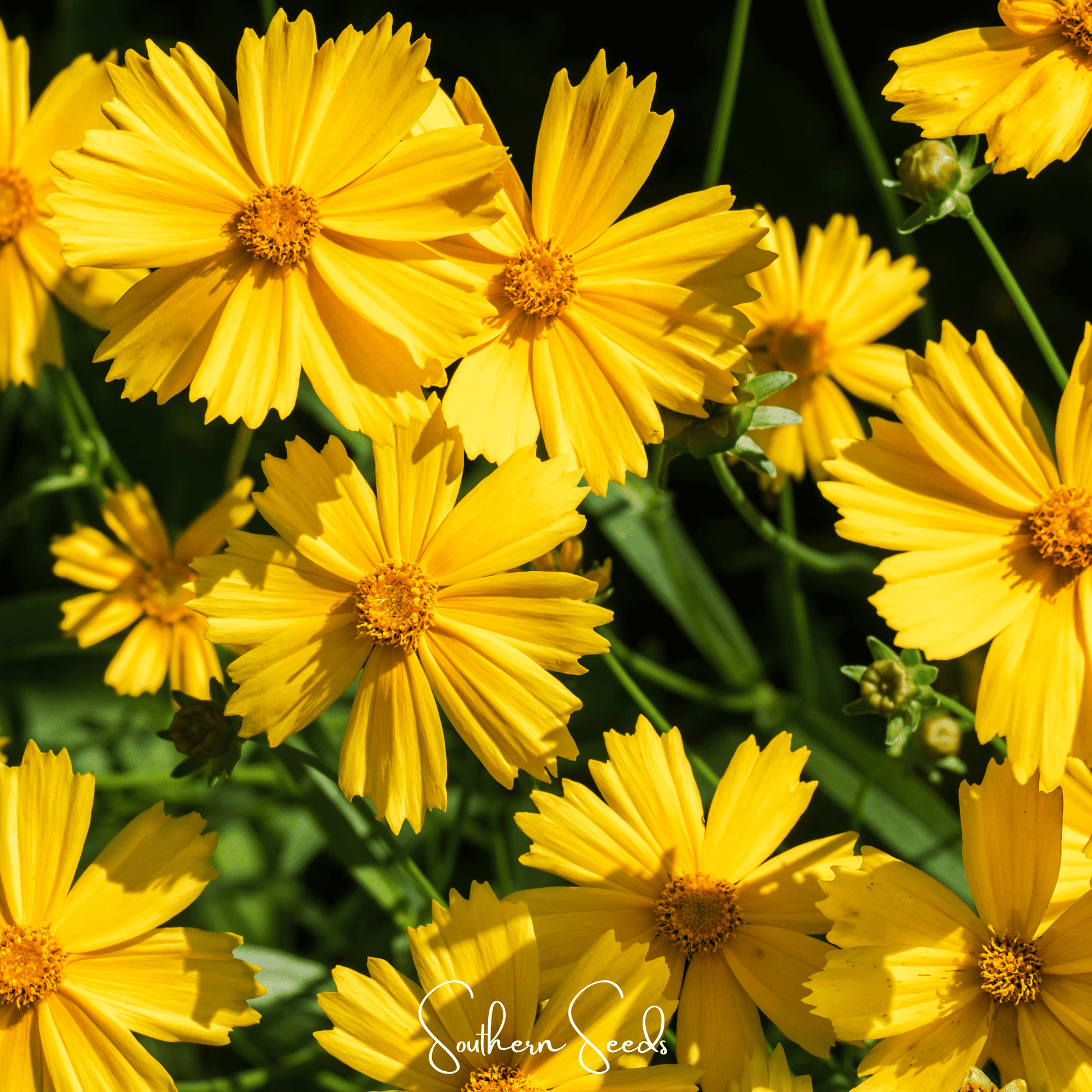 Lance Leaf Coreopsis Seeds - Bright Yellow Wildflower for Native Gardens, Drought-Tolerant Perennial, Bee & Butterfly Attractant