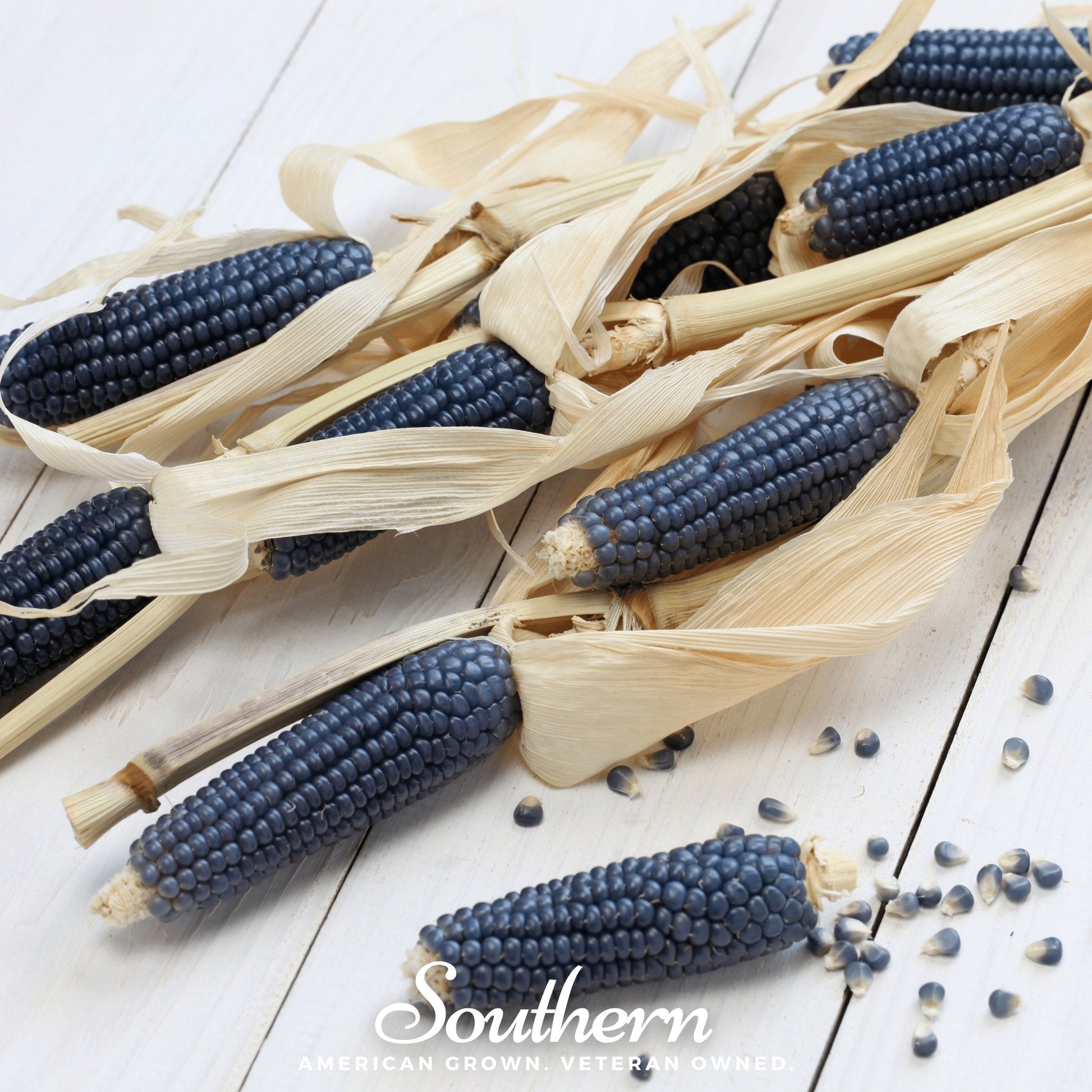 Hopi Blue Corn Seeds – Heirloom Native American Flour Corn for Grinding & Cooking, 30 Seeds Zea mays