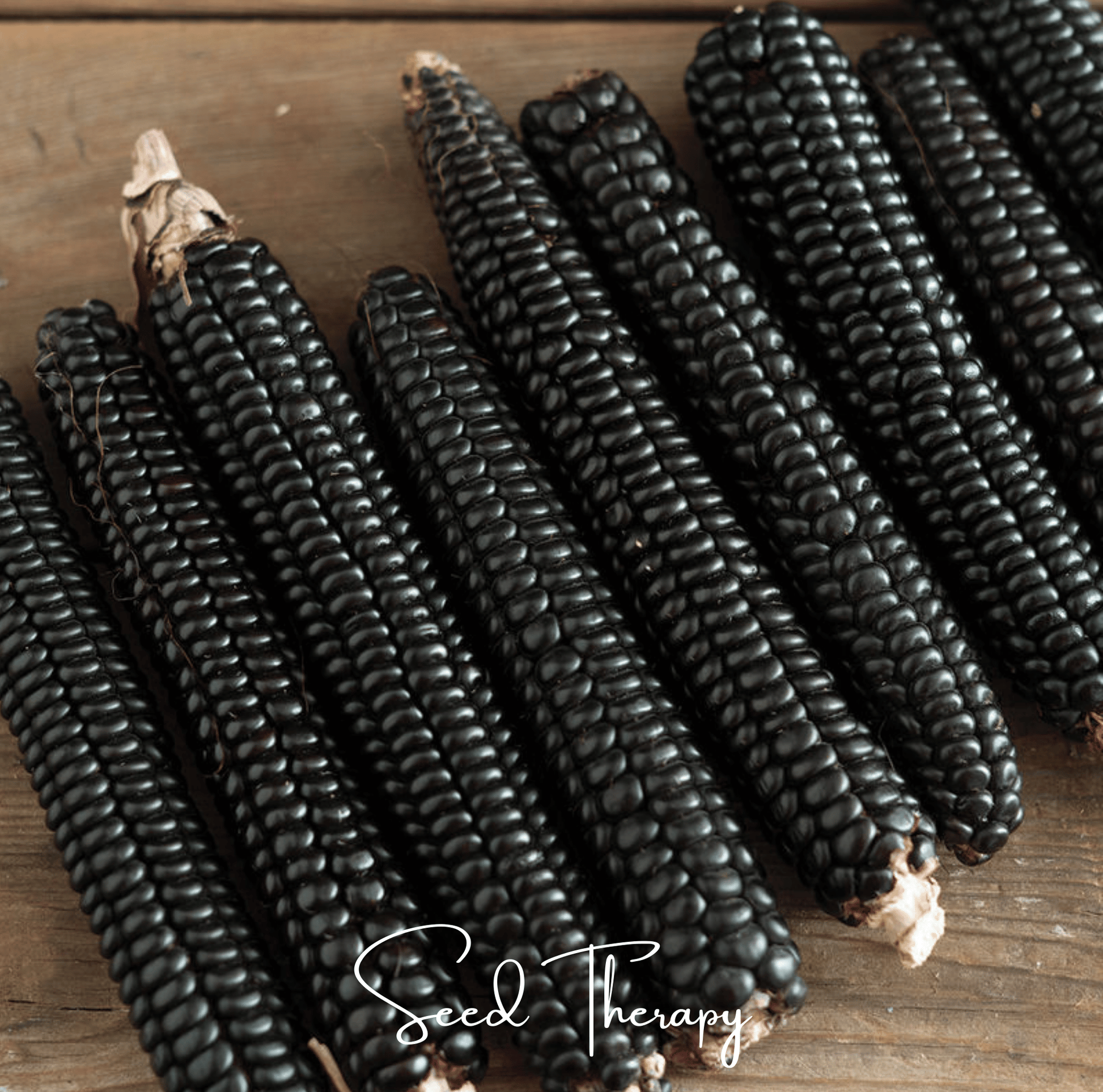 Morado Montana Maize Corn Seeds – Heirloom Purple Corn for Grounding, Sweet & Nutty Flavor, 25 Seeds Zea mays