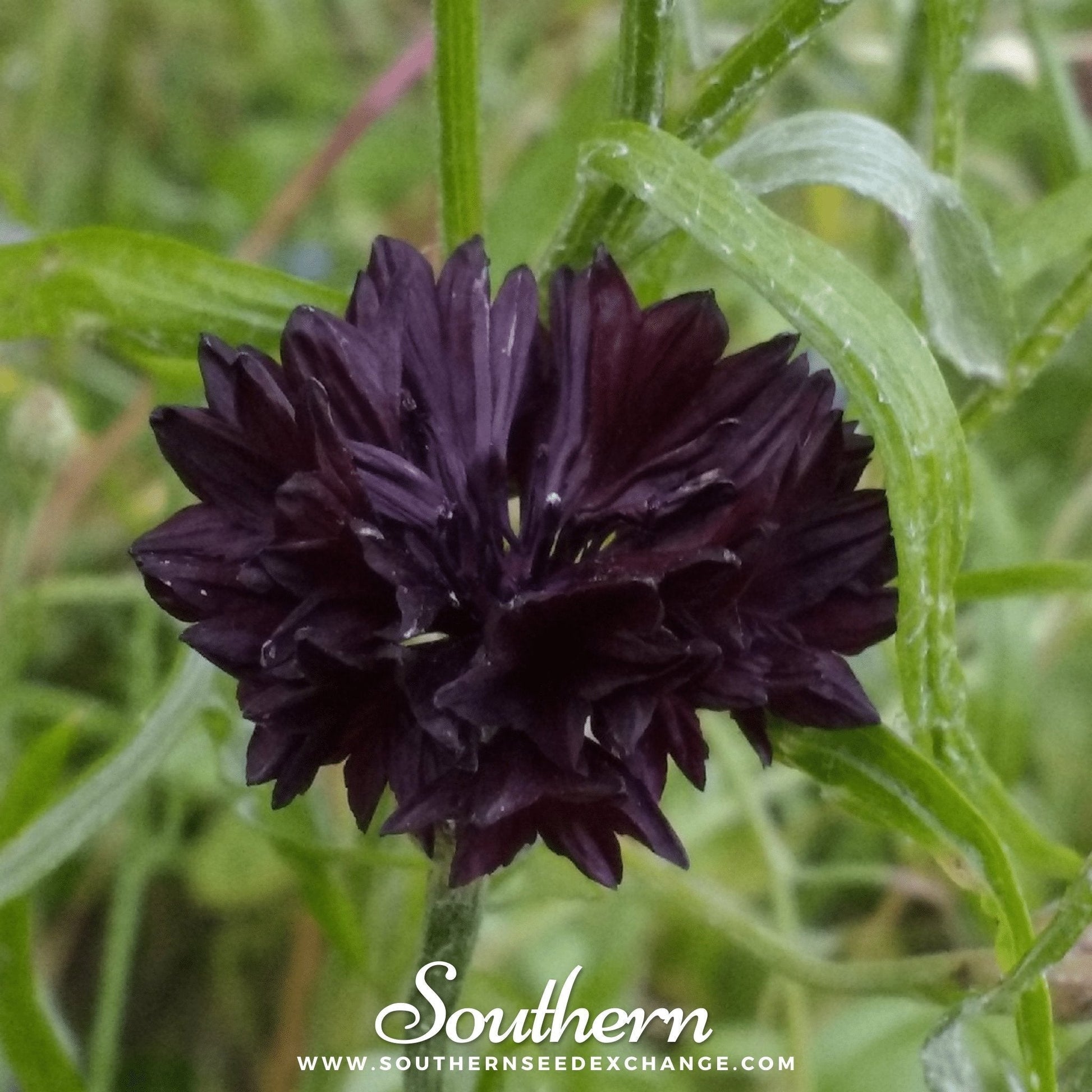 Black Cornflower Seeds | Heirloom, Deep Maroon Black Blooms | Centaurea cyanus, Annual Flower