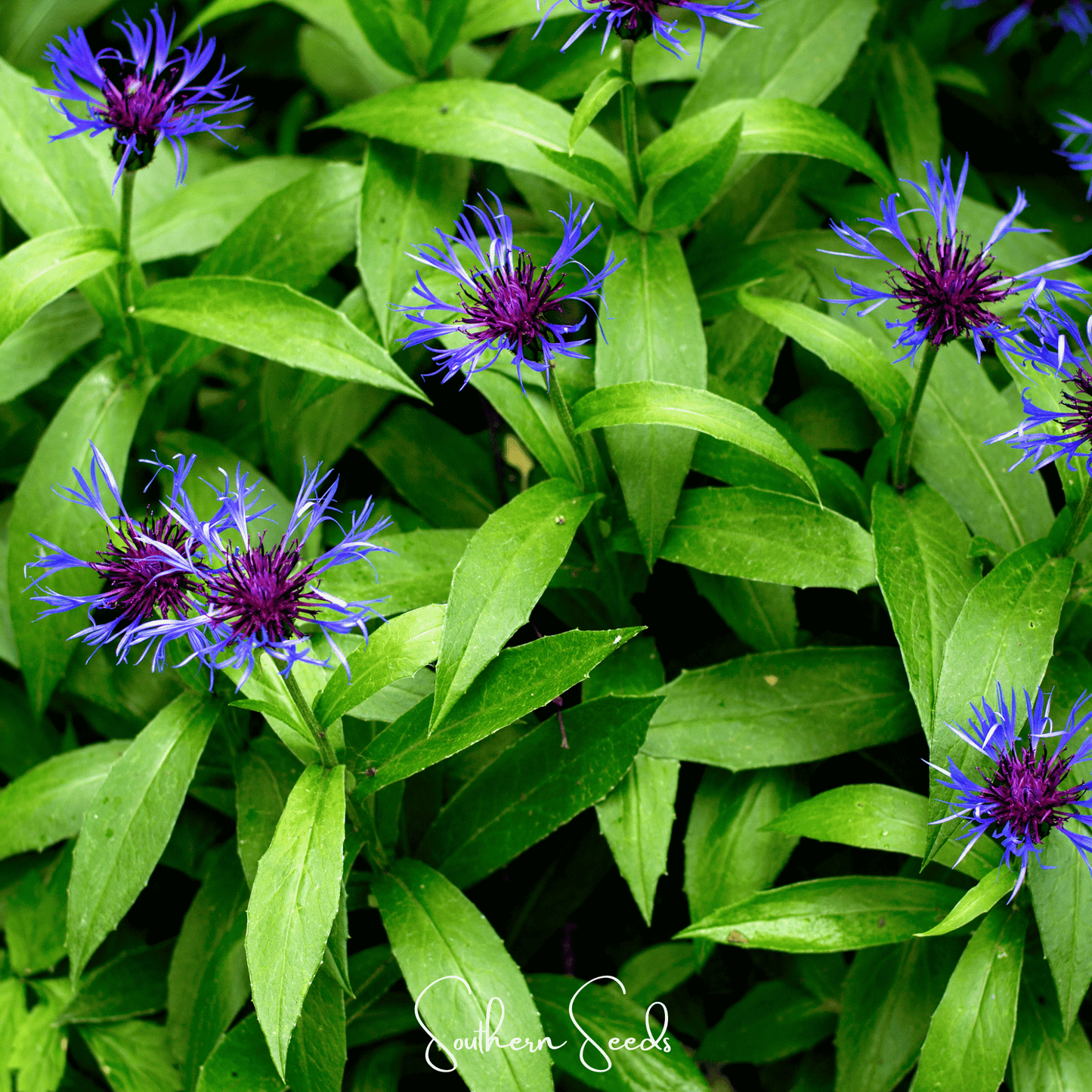 Montana Cornflower Seeds – Heirloom Perennial, Blue Flowers, Centaurea montana, Pollinator Attracting, 30 Seeds