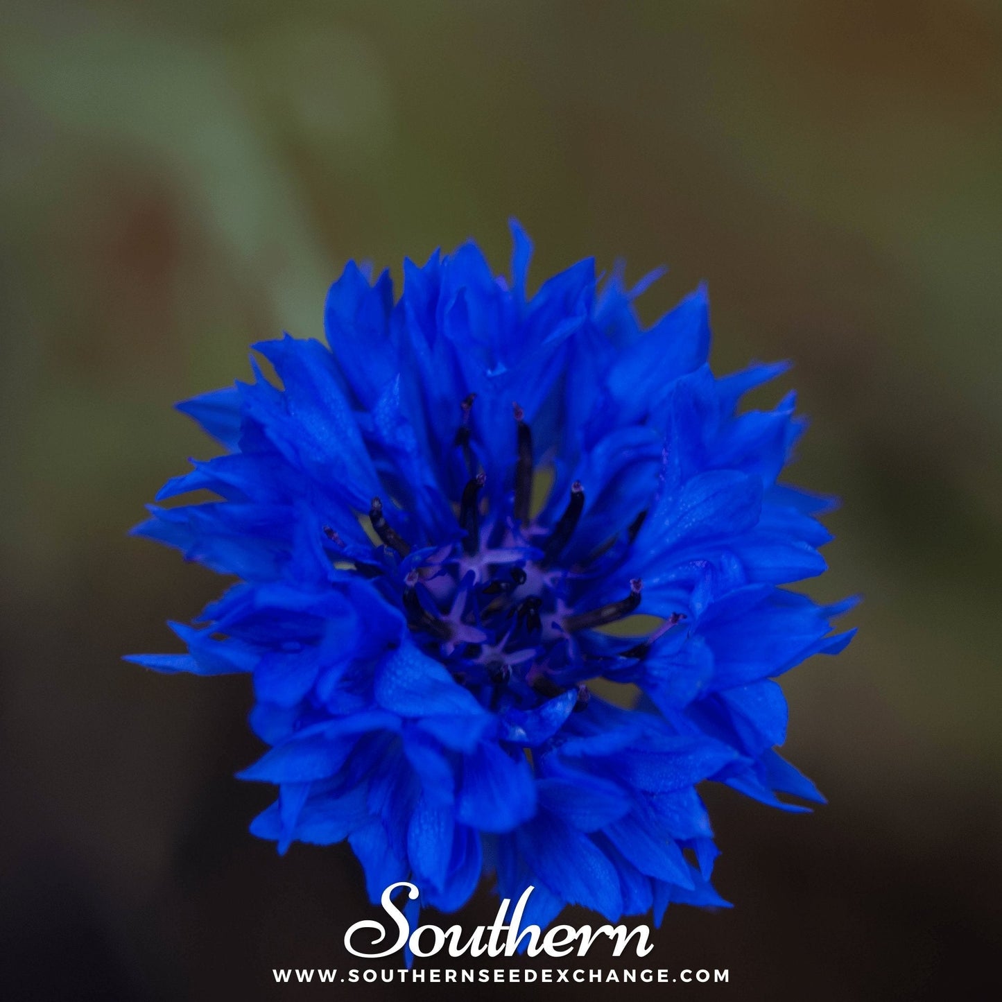 Tall Blue Cornflower Seeds | Heirloom Centaurea cyanus | Long-Lasting Blue Flowers for Cutting Gardens