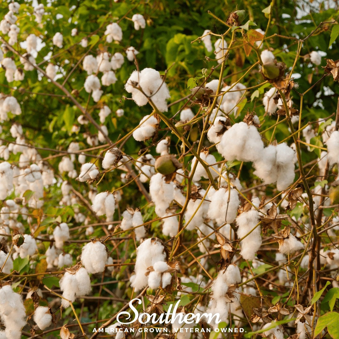 Levant Cotton Seeds – 20 Non-GMO Heirloom Gossypium Herbaceum Perennial Plant for Garden or Container Growth