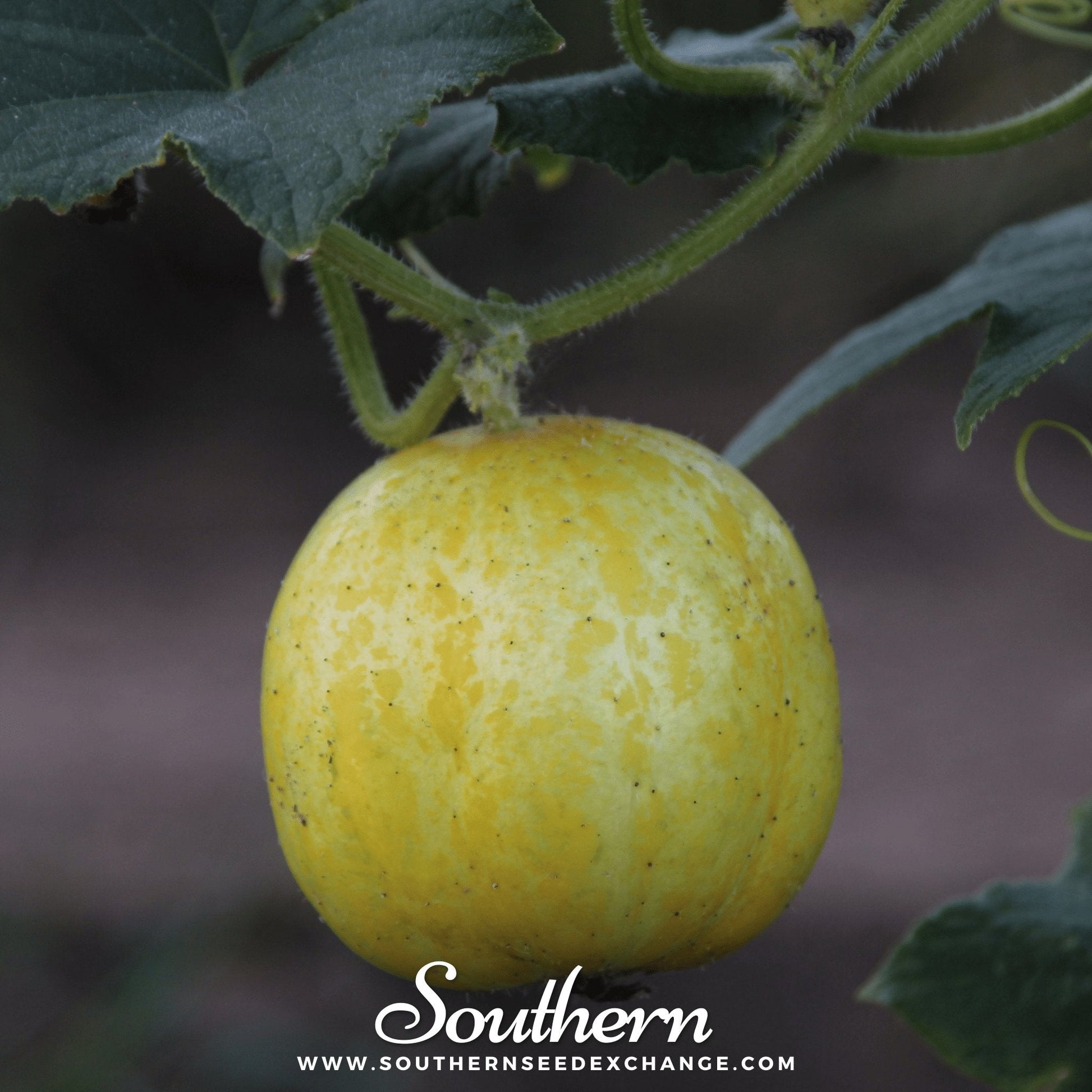 Lemon Cucumber Seeds – Heirloom, Open Pollinated, Non-GMO – Cucumis sativus, 30 Seeds