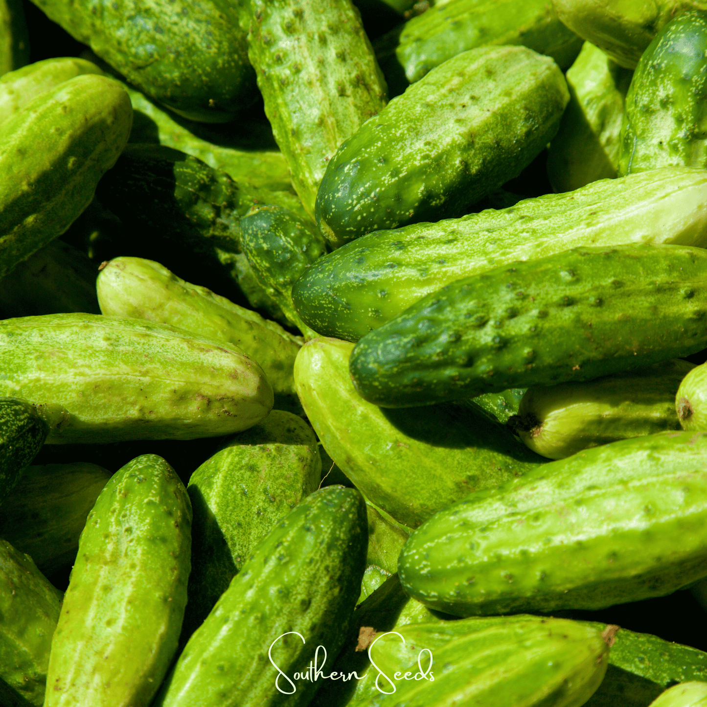 National Pickling Cucumber Seeds – Heirloom, Open Pollinated, Non-GMO, Cucumis sativus, 30 Seeds
