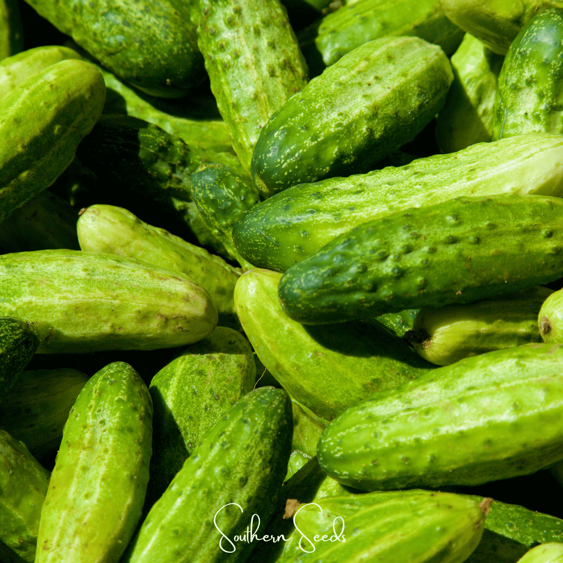 National Pickling Cucumber Seeds – Heirloom, Open Pollinated, Non-GMO, Cucumis sativus, 30 Seeds