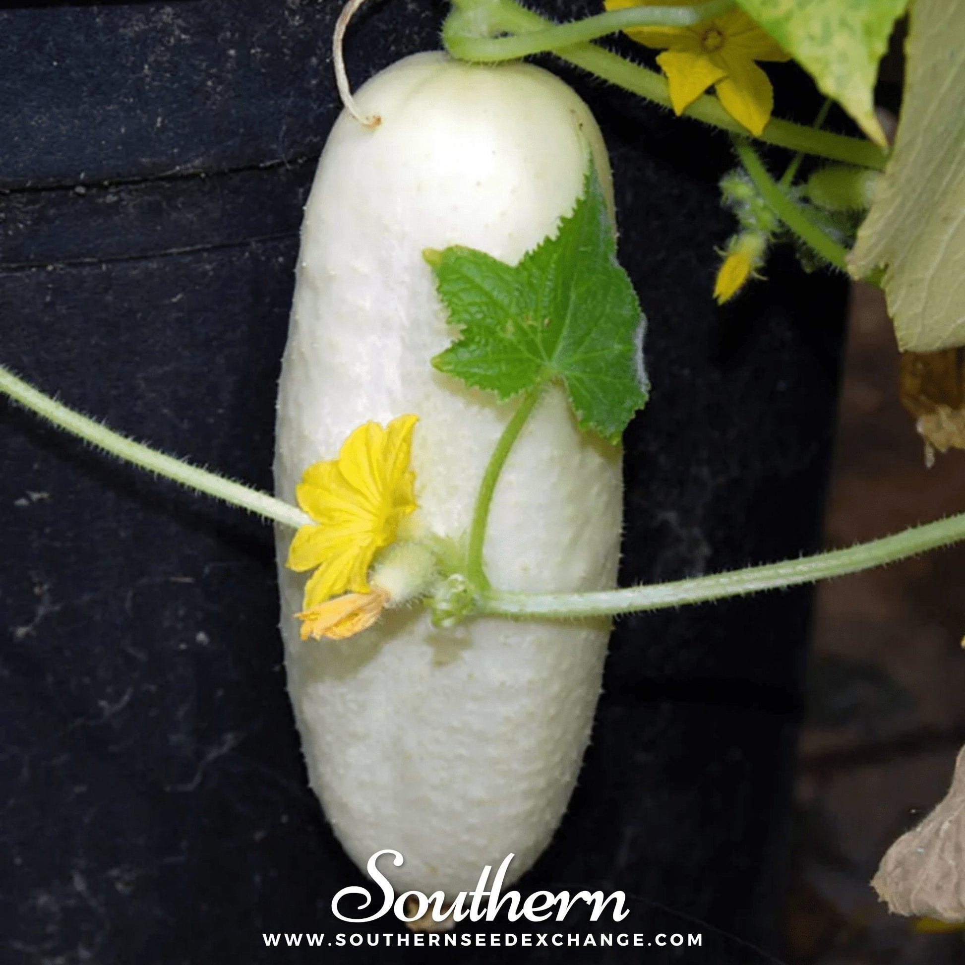 White Wonder Cucumber Seeds – Heirloom, Open Pollinated, Non-GMO, American Grown, Cucumis sativus