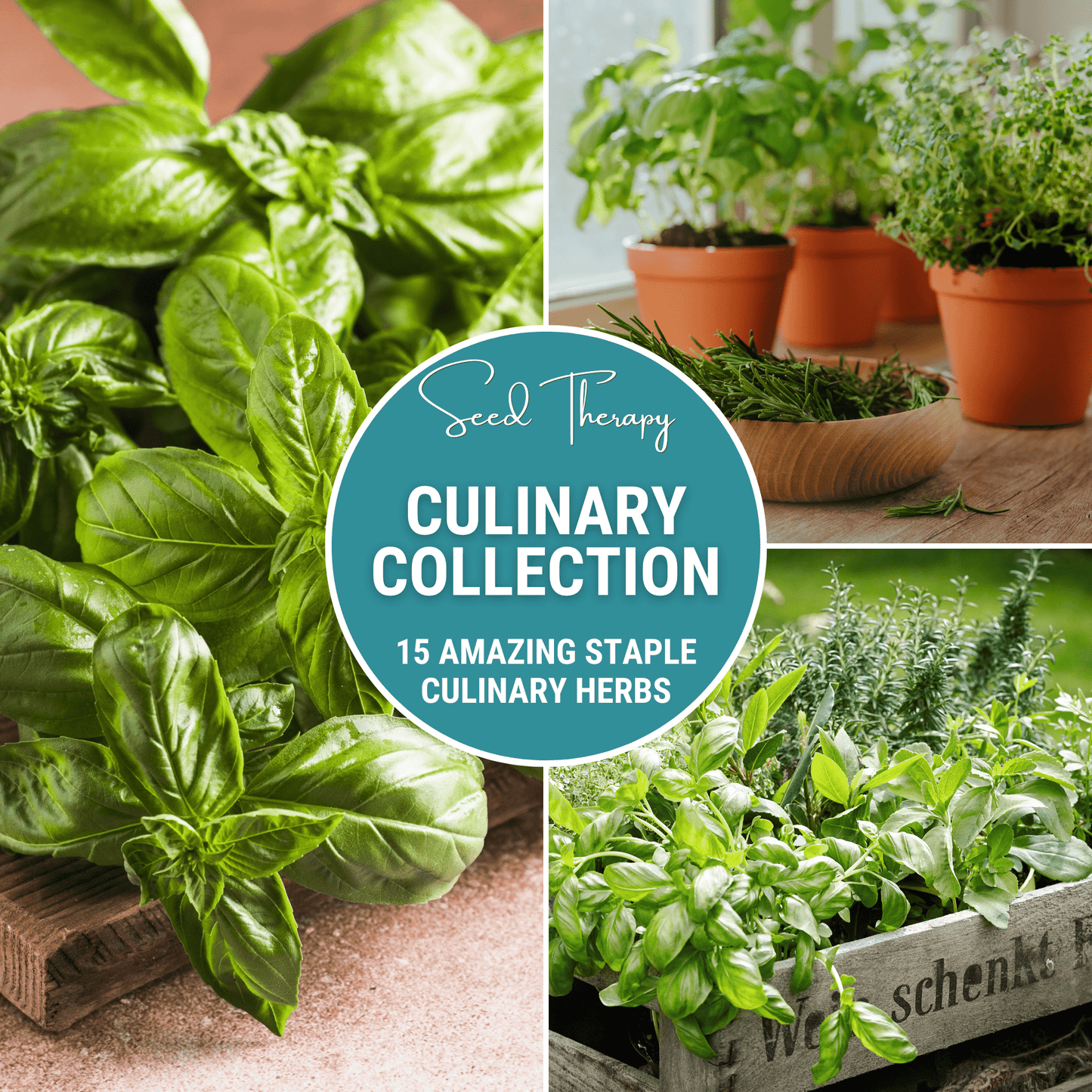 Culinary Herb Seed Collection – 15 Varieties, Non-GMO, Heirloom, Open-Pollinated, Kitchen Garden, Fresh Flavors, Gourmet Cooking