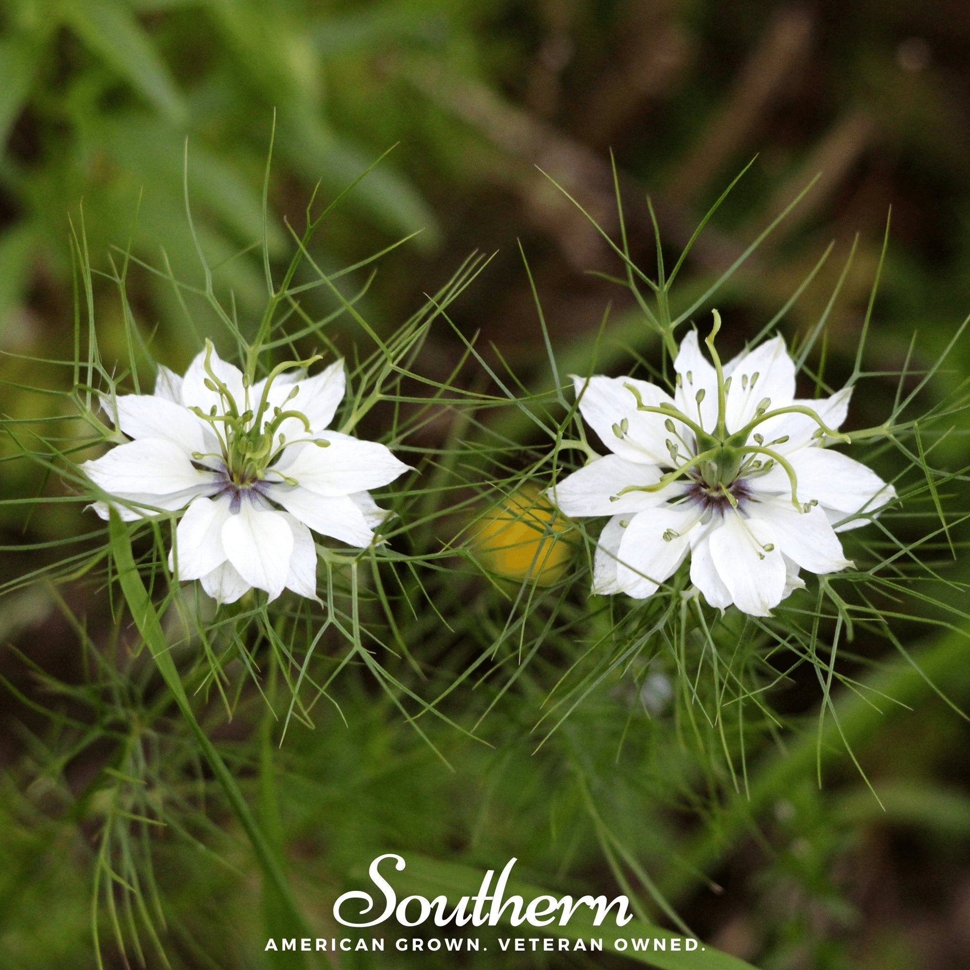 Black Cumin Seeds – 50 Heirloom Nigella sativa for Growing, Culinary & Medicinal Use, Open Pollinated, Non-GMO