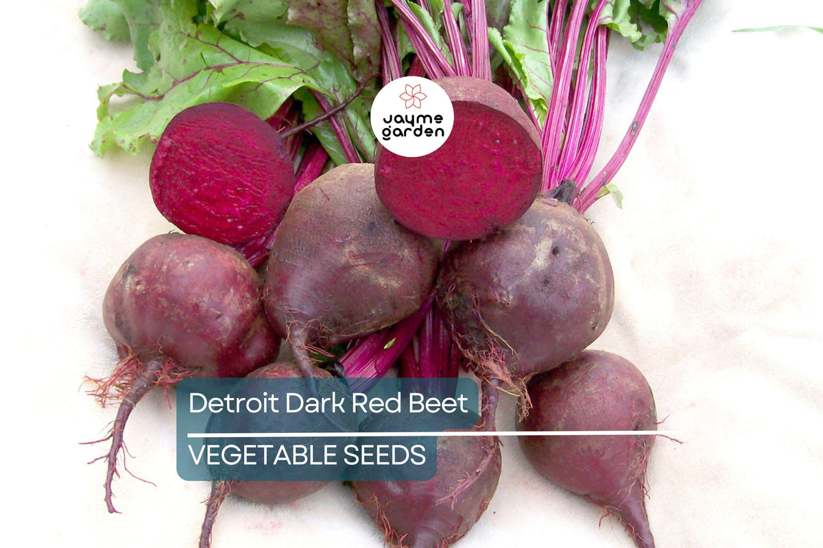 250 Detroit Dark Red Beet Seeds - Non-GMO Heirloom, Beta vulgaris, Sweet Roots & Greens for Salads & Roasting, Full Sun