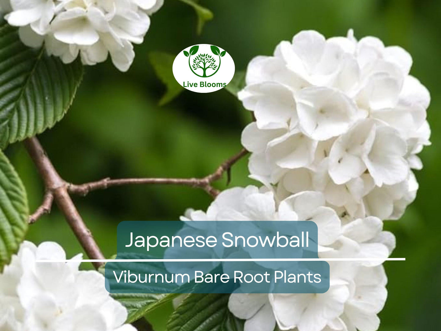 3 Japanese Snowball Viburnum Shrubs - 12-18" Bare Root Starter Plants with White Spring Blooms
