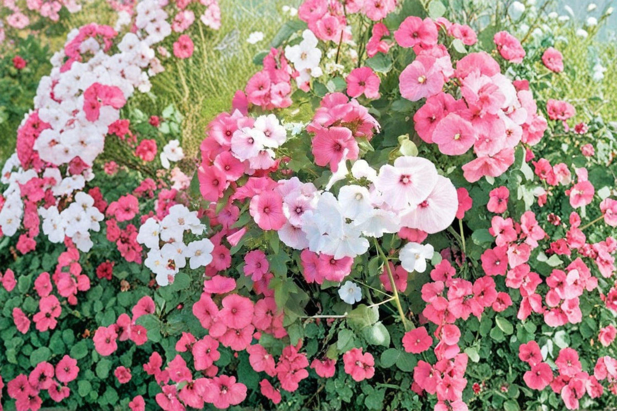 Dwarf Mix Rose Mallow Seeds - 40 Count | Compact Hardy Hibiscus | Mixed Bloom Colors | Hibiscus moscheutos, Pollinator-Friendly Perennial