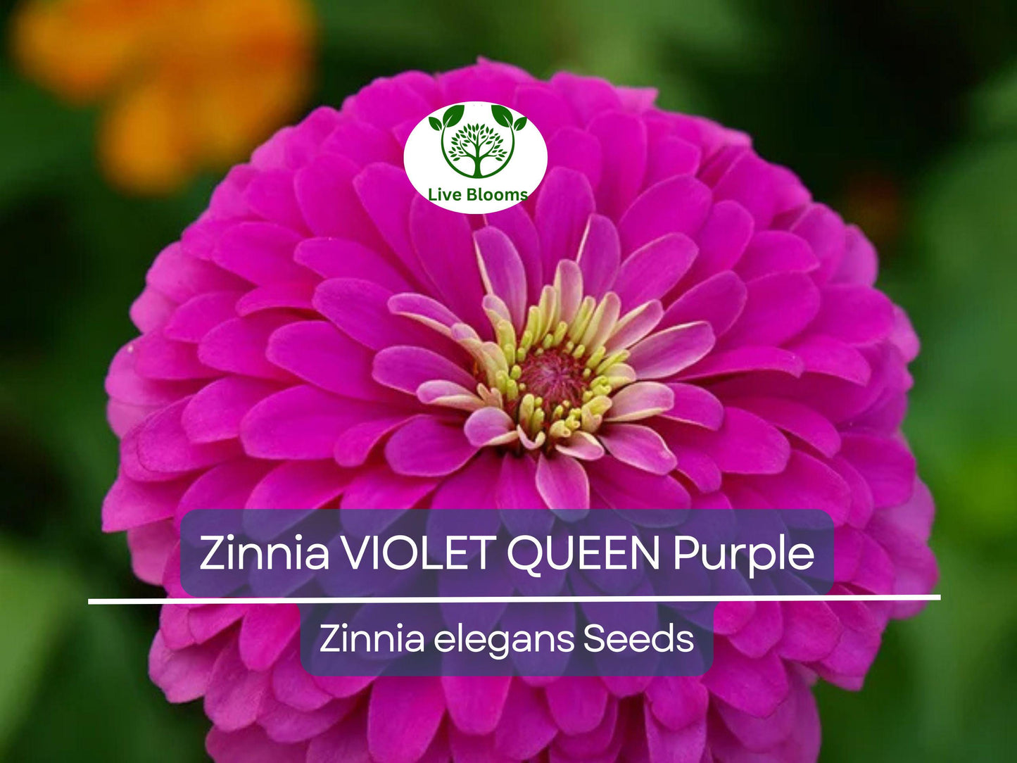 100 Zinnia 'Violet Queen' Seeds – Purple Zinnia elegans – Attracts Butterflies & Hummingbirds – Non-GMO Annual Blooms