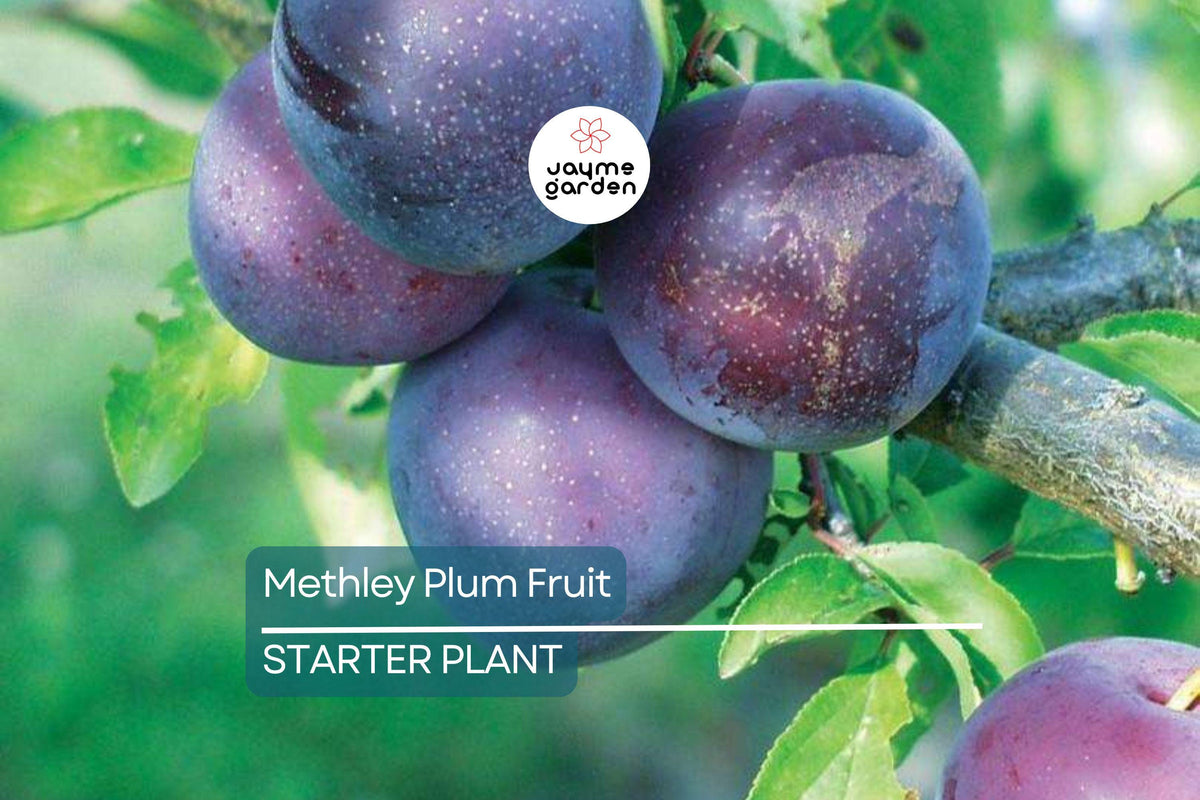Methley Plum Fruit Tree Starter Plant, 3-4 ft, Self-Pollinating, Prunus salicina, Maroon Fruit, June Harvest