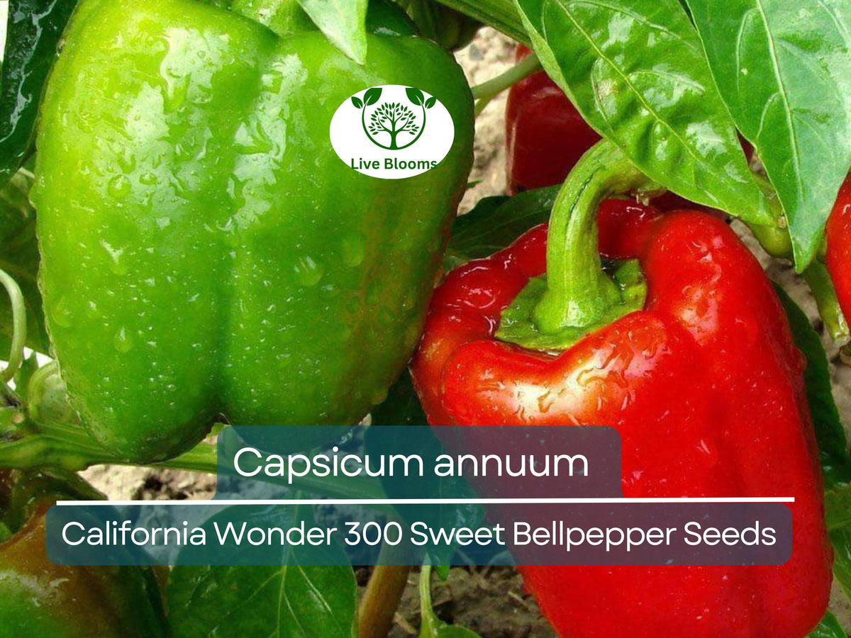 30 Seeds California Wonder 300 Sweet Bell Pepper - Capsicum annuum | Heirloom, High-Yield, Disease-Resistant Variety for Home Gardens