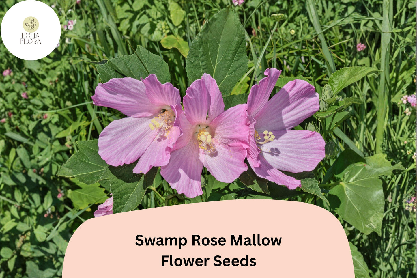 30 Hibiscus moscheutos Seeds | Hardy Swamp Rose Mallow Pink Perennial for Wet Gardens