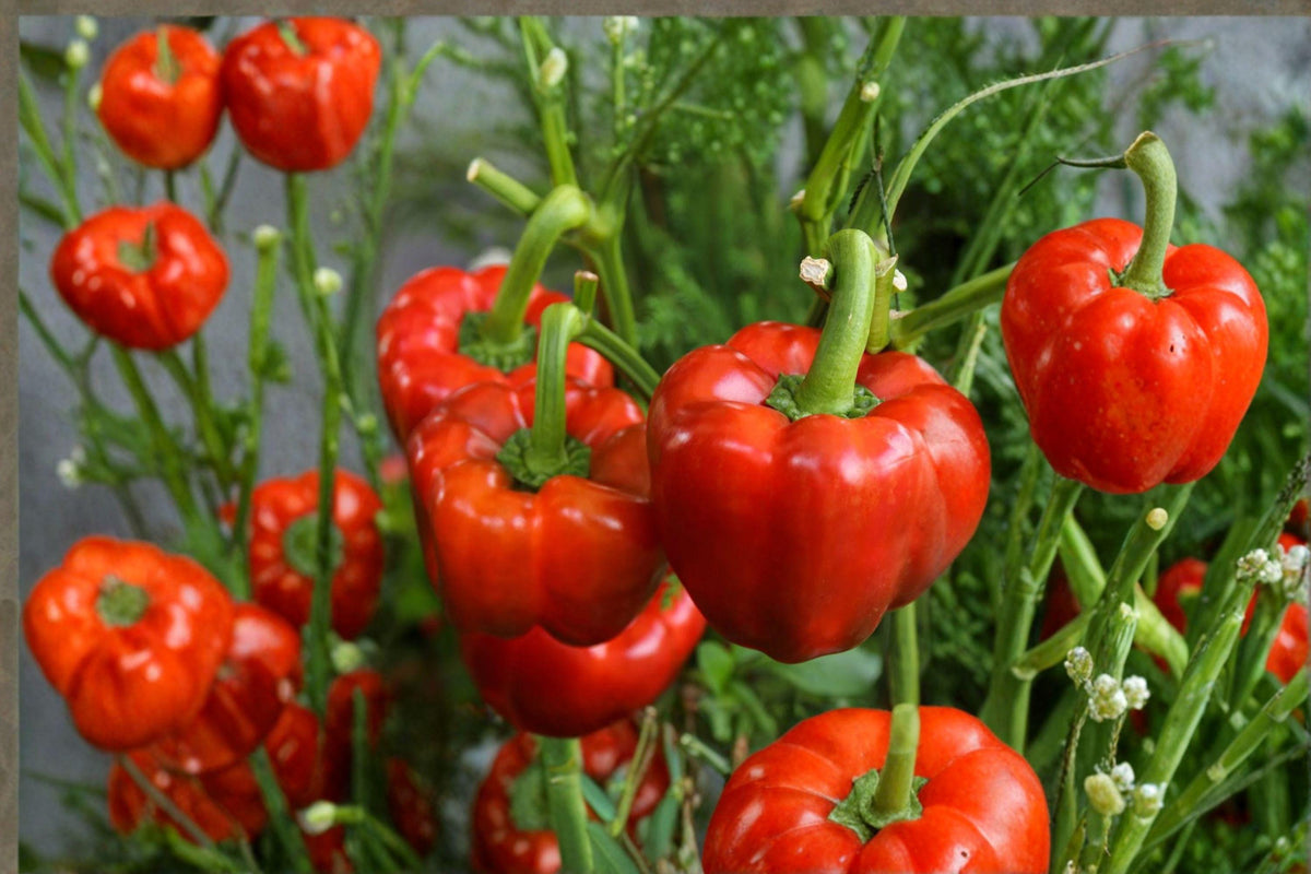 Sweet Pepper Seeds - 30 Count Yolo Wonder Bell Improved - Capsicum annuum - Large Blocky Fruits - Sweet & Reliable Gardening