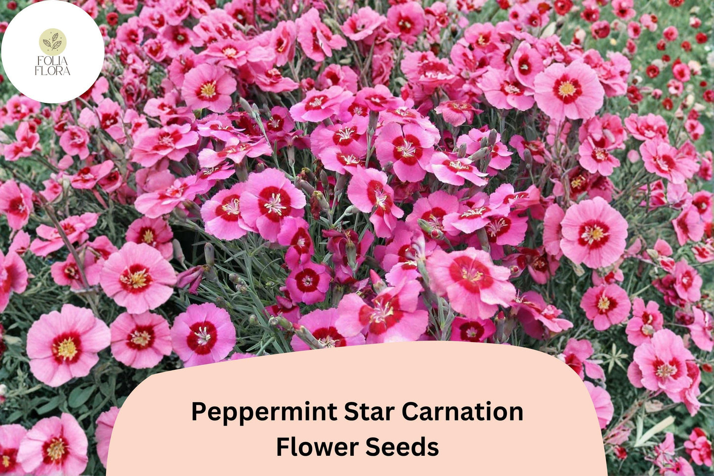 200+ Peppermint Star Carnation Seeds | Pink & Red Star Blooms | Dianthus caryophyllus Garden Planting