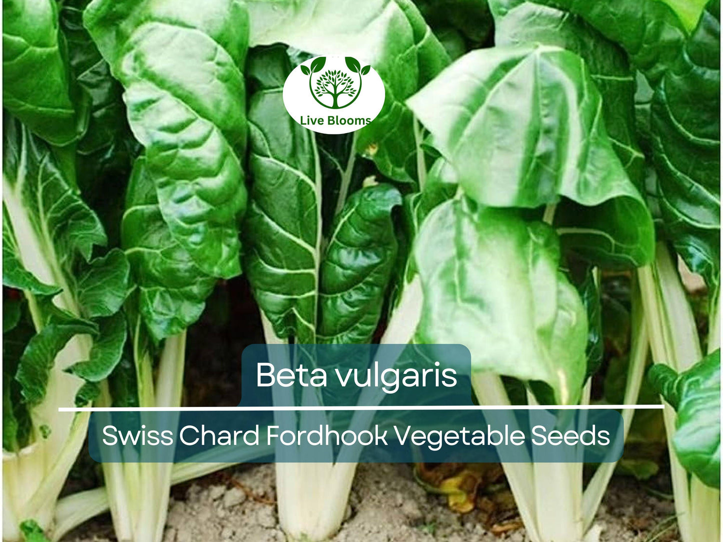 1 Gram Swiss Chard Fordhook Seeds – Heirloom Beta vulgaris for Nutritious Home Gardening