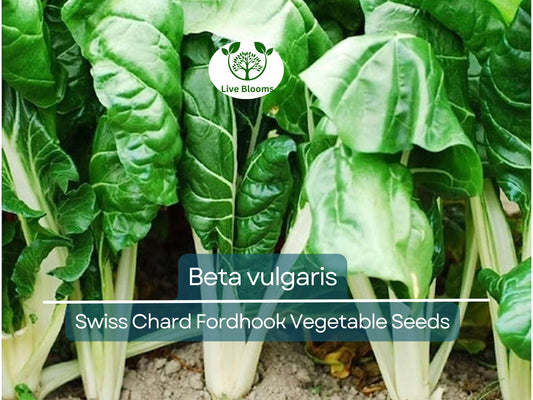 1 Gram Swiss Chard Fordhook Seeds – Heirloom Beta vulgaris for Nutritious Home Gardening