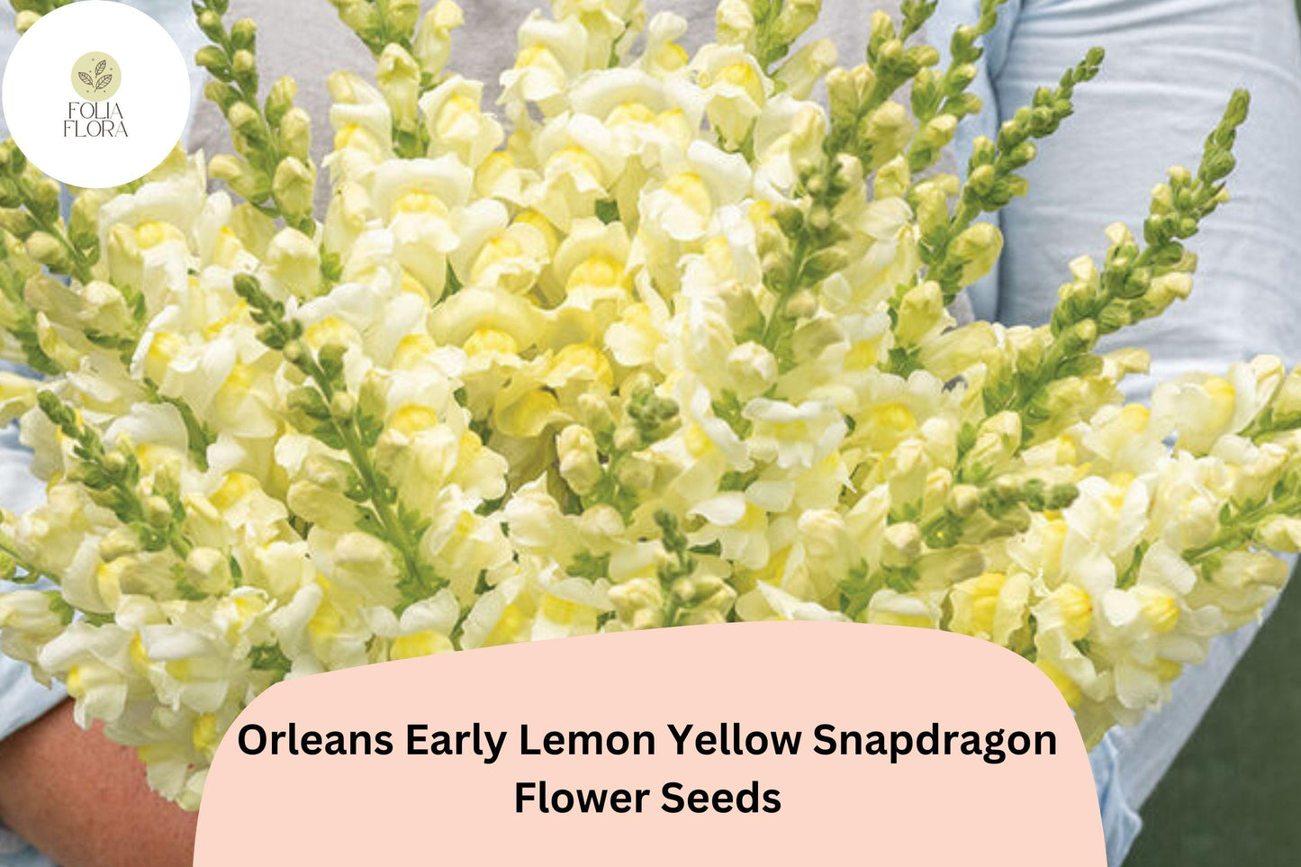 1000+ Orleans Early Lemon Yellow Snapdragon Seeds | Non-GMO, Vibrant Yellow Blooms