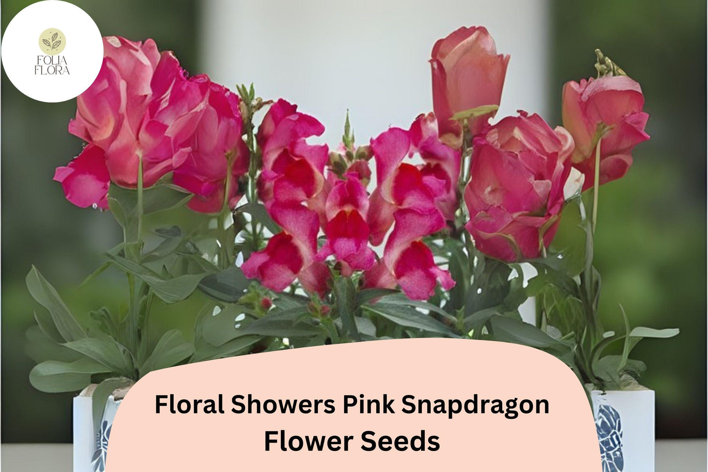 Floral Showers Pink Snapdragon Seeds - 1000+ Dwarf Pink Blooms for Garden & Containers