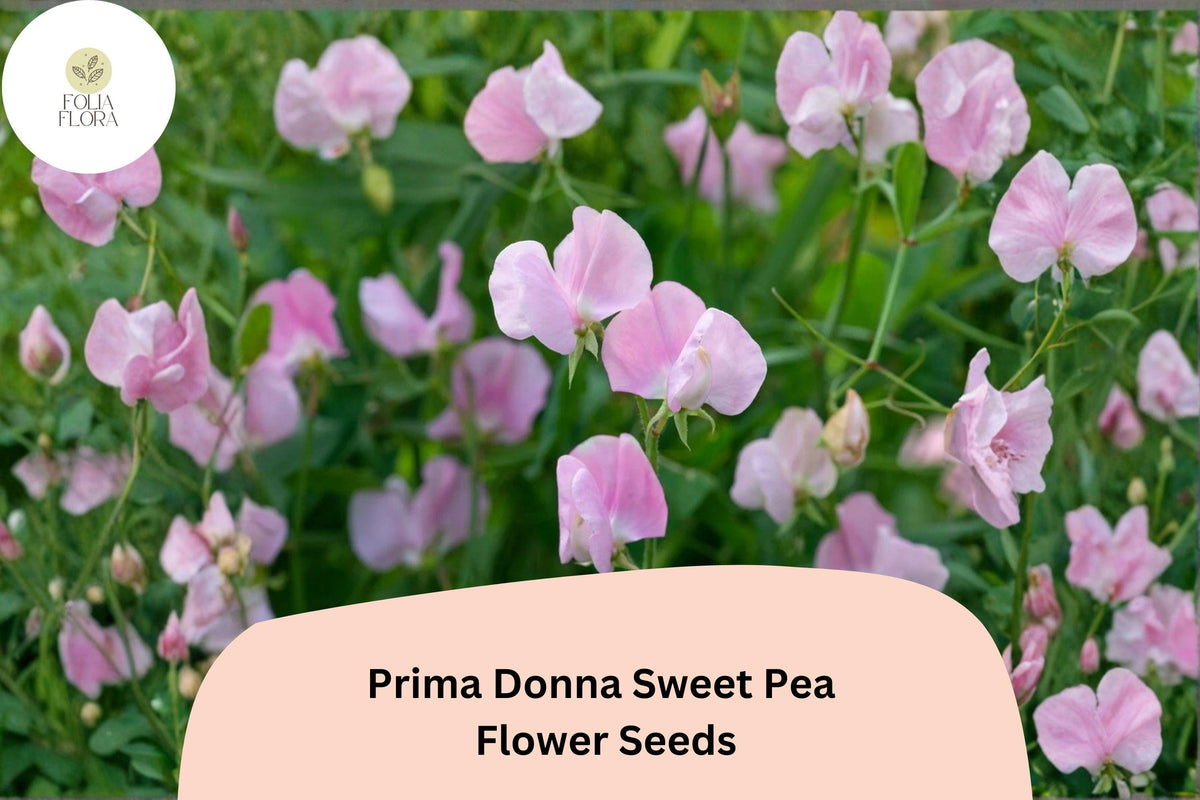 Prima Donna Sweet Pea Seeds - 50+ Fragrant Rosy Pink Climbing Flowers (Lathyrus odoratus) for Garden Trellis & Arches