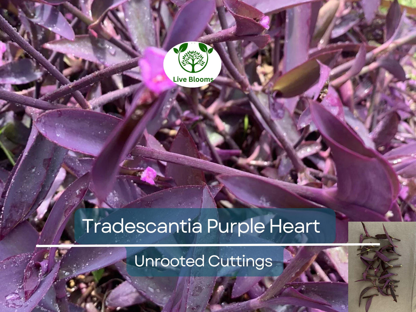 5+ Rare Wandering Jew Burgundy Purple Plant Unrooted Cuttings - Tradescantia Zebrina, Easy Indoor Propagation