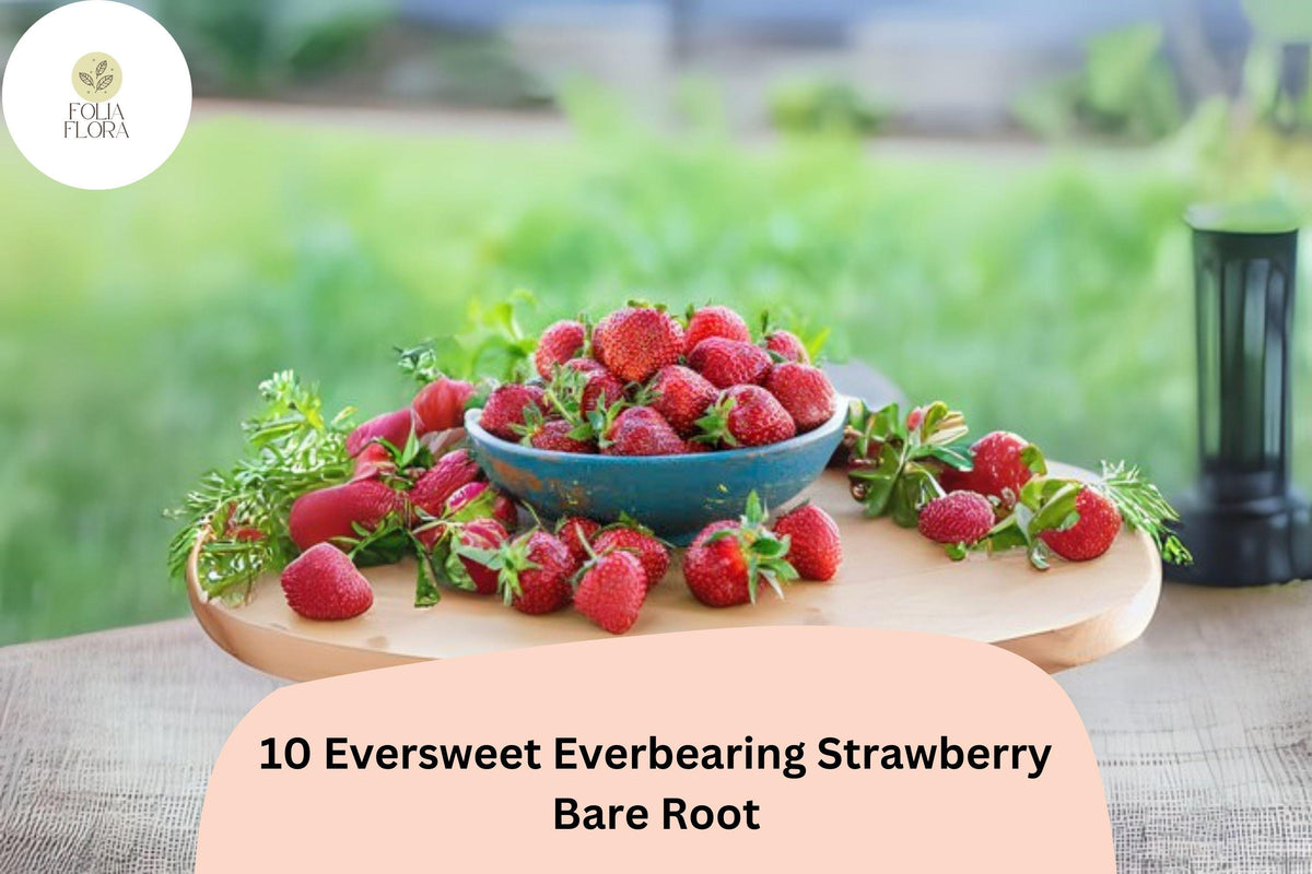 Eversweet Strawberry Plants - 10 Live Bare Root Everbearing Fragaria × ananassa - Sweet Red Berries for Garden & Containers