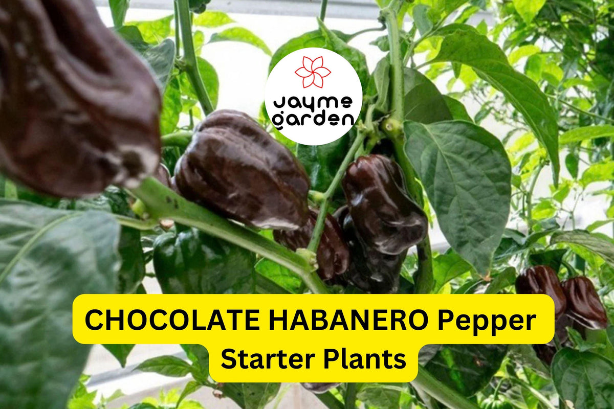 3 Chocolate Habanero Pepper Starter Plants - Super Hot Chili - Capsicum chinense - Smoky Flavor for Cooking & Gardening