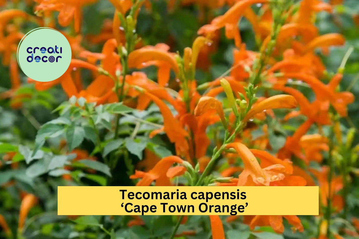 Cape Honeysuckle Starter Plant | Rooted Tecomaria capensis 'Cape Town Orange' | Vibrant Orange Blooms | Attracts Hummingbirds