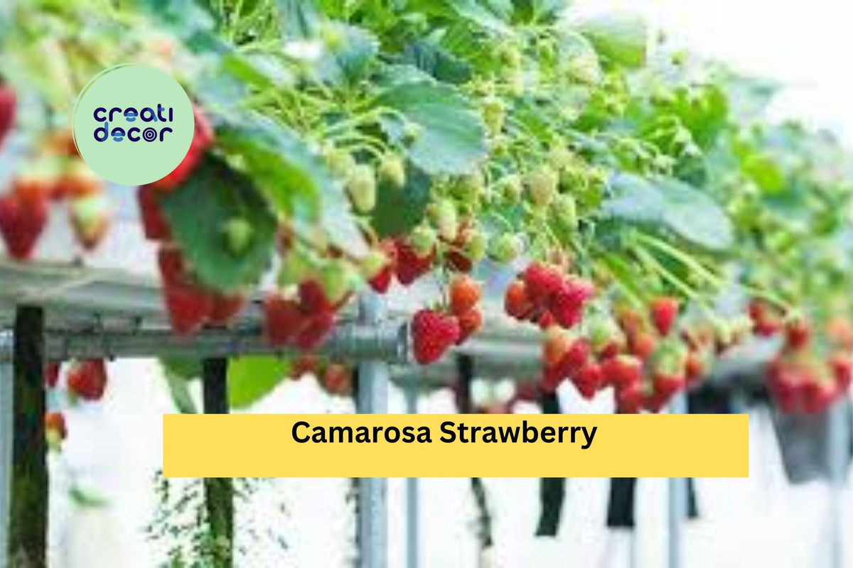 Camarosa Strawberry Plants | 10 Bare Root Starters | NON-GMO June-Bearing Variety | Fragaria × ananassa ‘Camarosa’