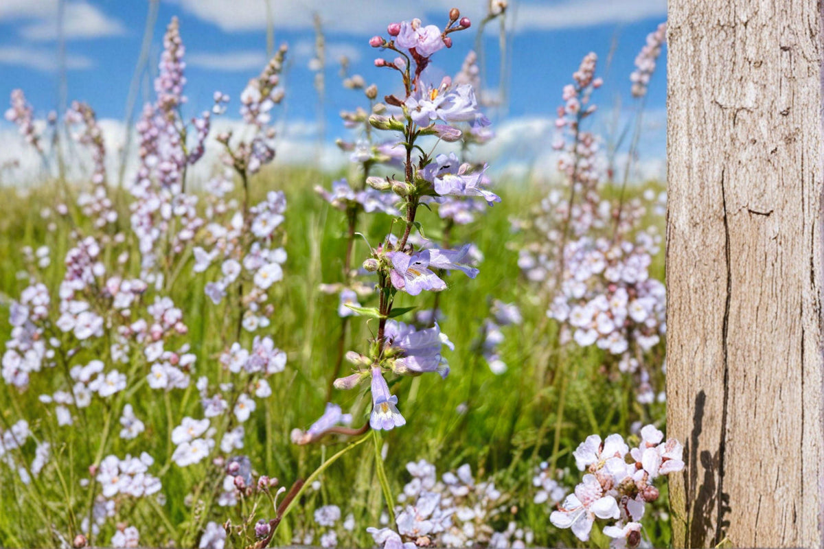 Slender Beardtongue Seeds | 100 Seeds | Native Purple Wildflower | Penstemon gracilis | Pollinator & Prairie Garden Favorite