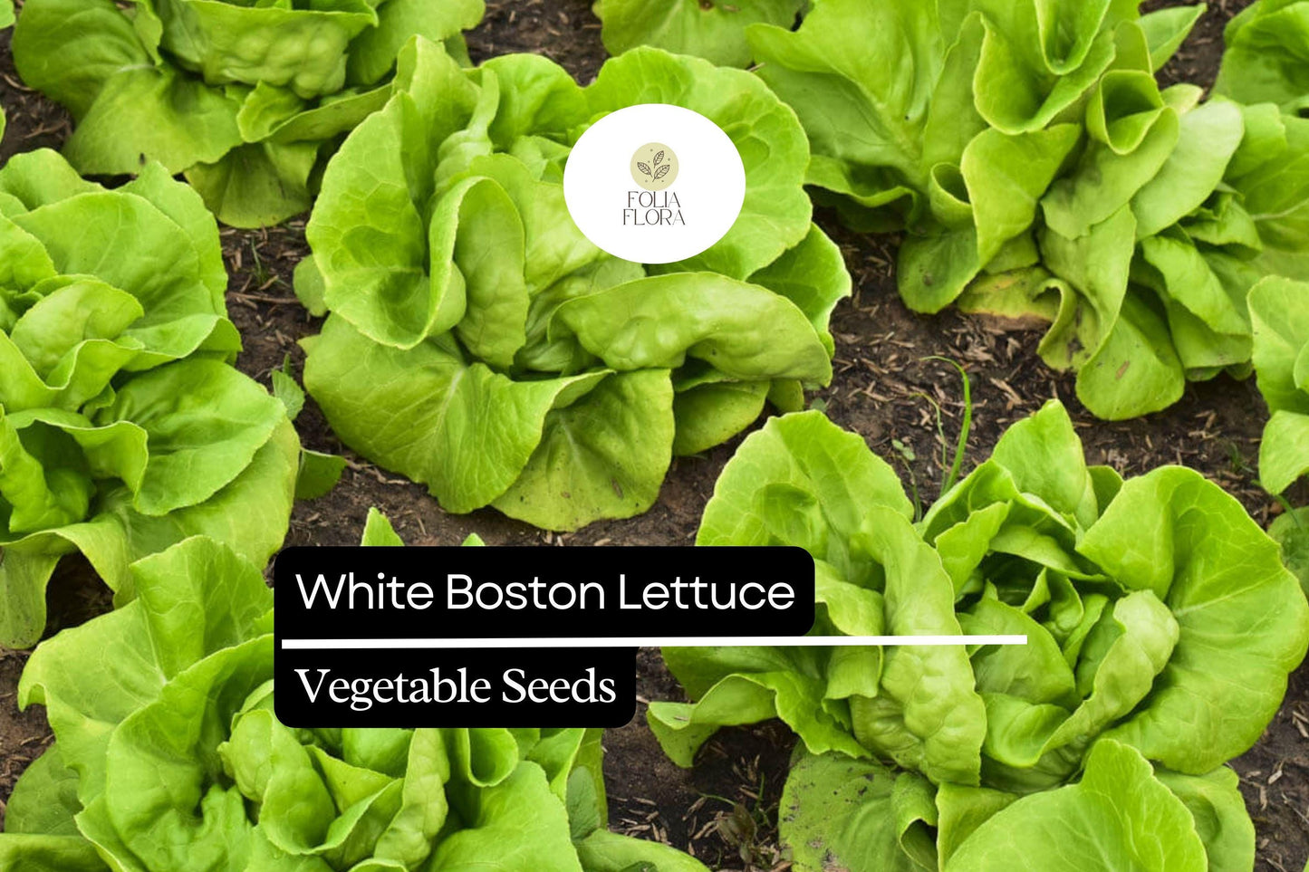 1000 White Boston Buttercrunch Lettuce Seeds – Heirloom, Heat-Tolerant, Slow-Bolting