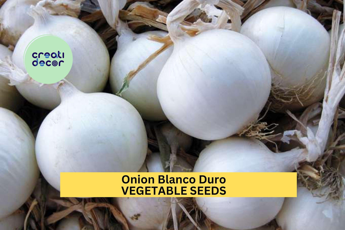 250mg Onion Blanco Duro Seeds - White Onion Vegetable Seeds for Planting - Allium cepa - Crisp Bulbs for Home Garden Cooking