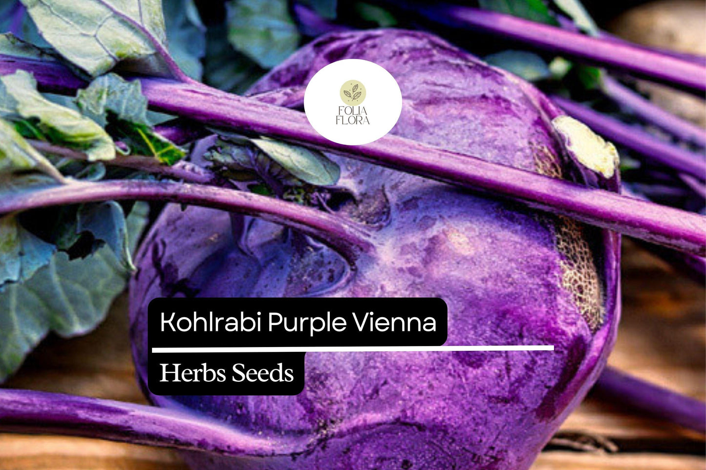 500 Purple Vienna Kohlrabi Seeds – Heirloom, Fast-Growing, Cold Hardy, Non-GMO Vegetable Seeds